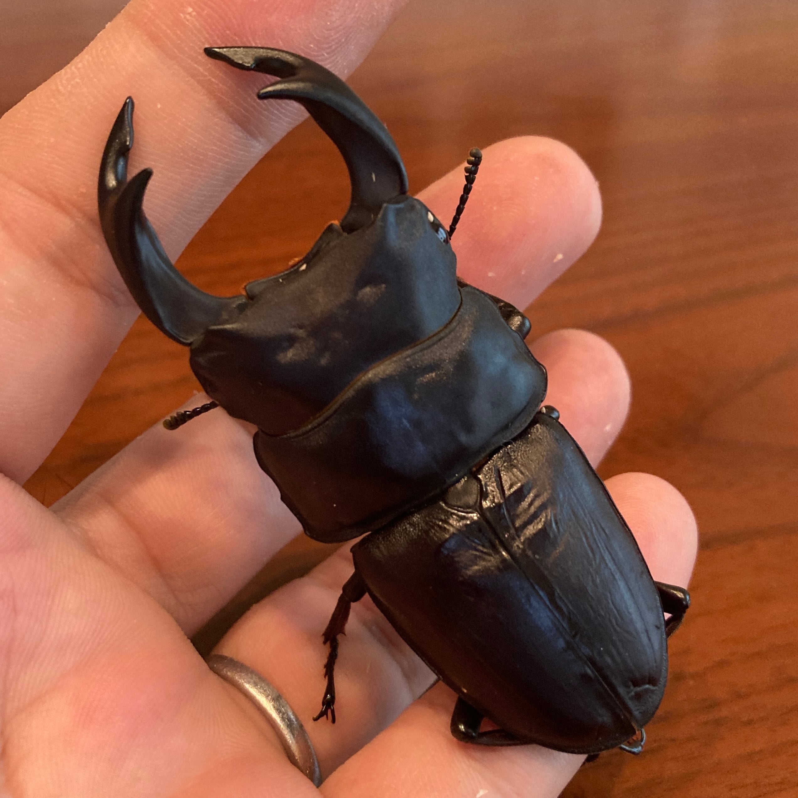 久留米産オオクワガタ専門店『OokuwaMemories』