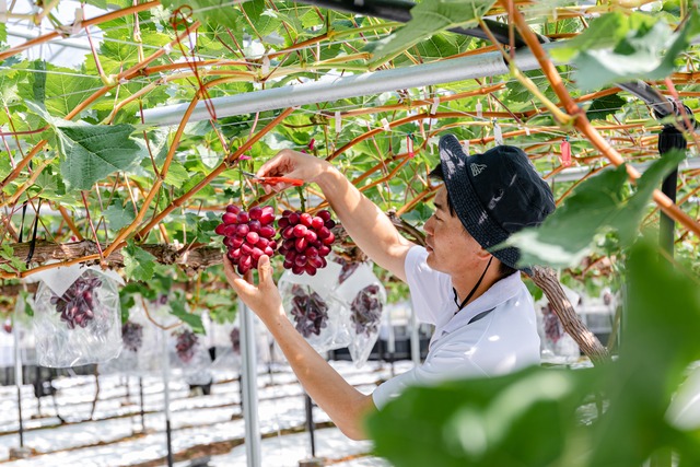 神紅 2房/ご家庭用(神紅のドライフルーツ2個、紅茶2個付き)