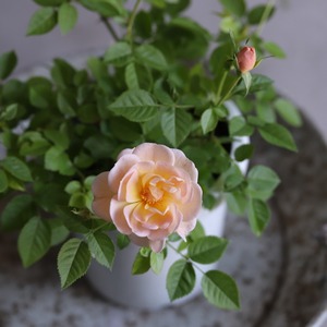 mondimanche ミニバラ　プリズム｜バラ科　四季咲き　宿根草　芳香　お玄関に置くと可愛くなる