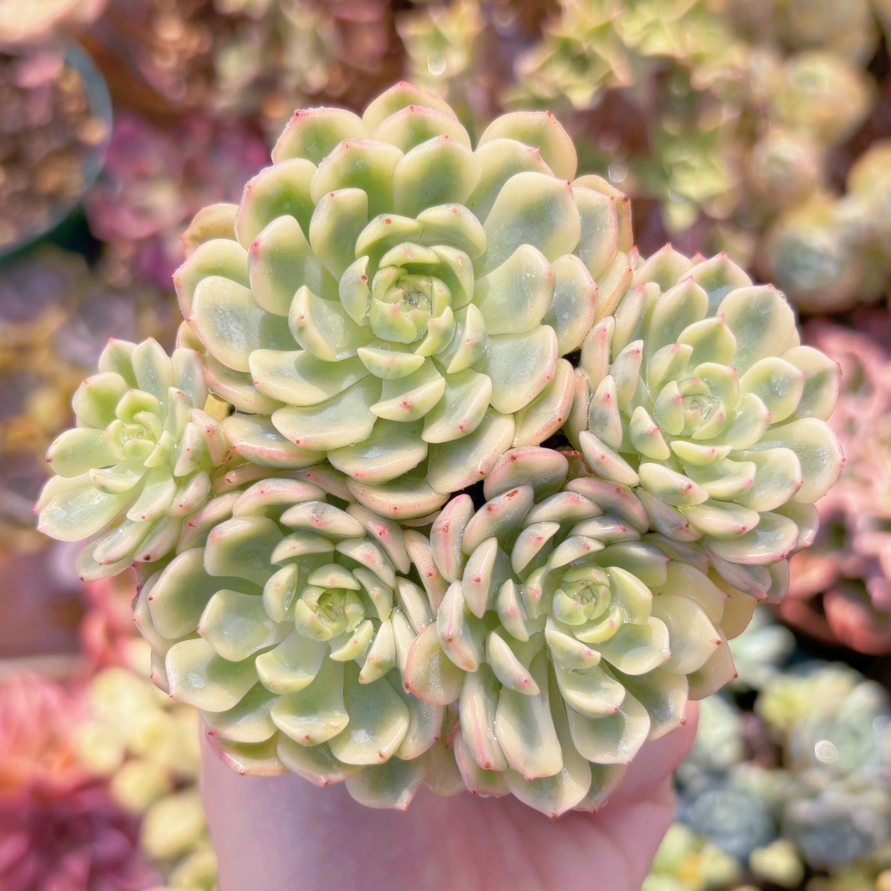 多肉植物 ホワイトミニマ錦 群生 新入荷 るる農園 | るる農園~多肉植物専門