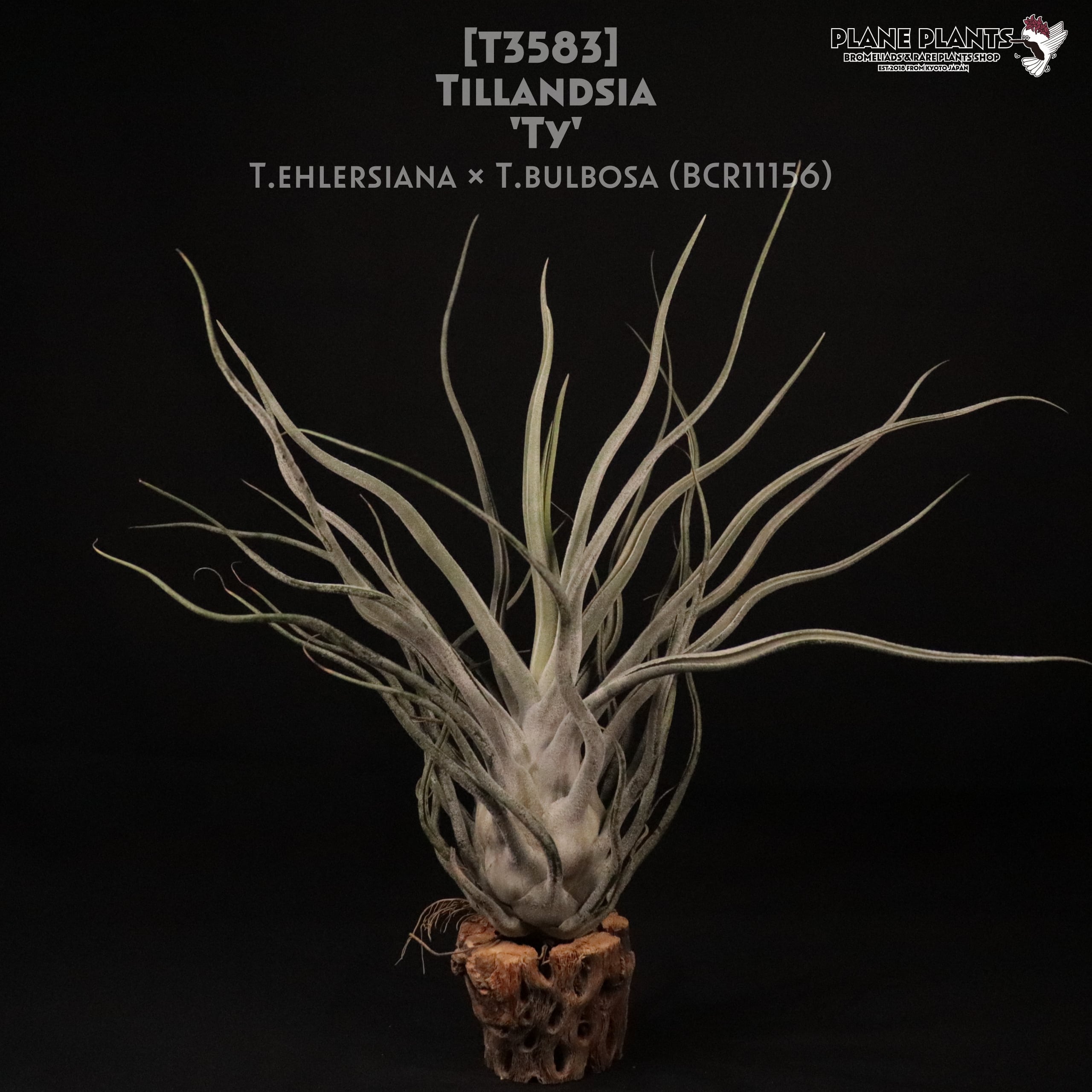 エアプランツ Ty (T. ehlersiana X T. bulbosa) 【公式通販】