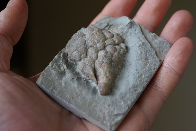 ウミリンゴ化石　Cystoids Fossil　 Holocystites Scutellatus