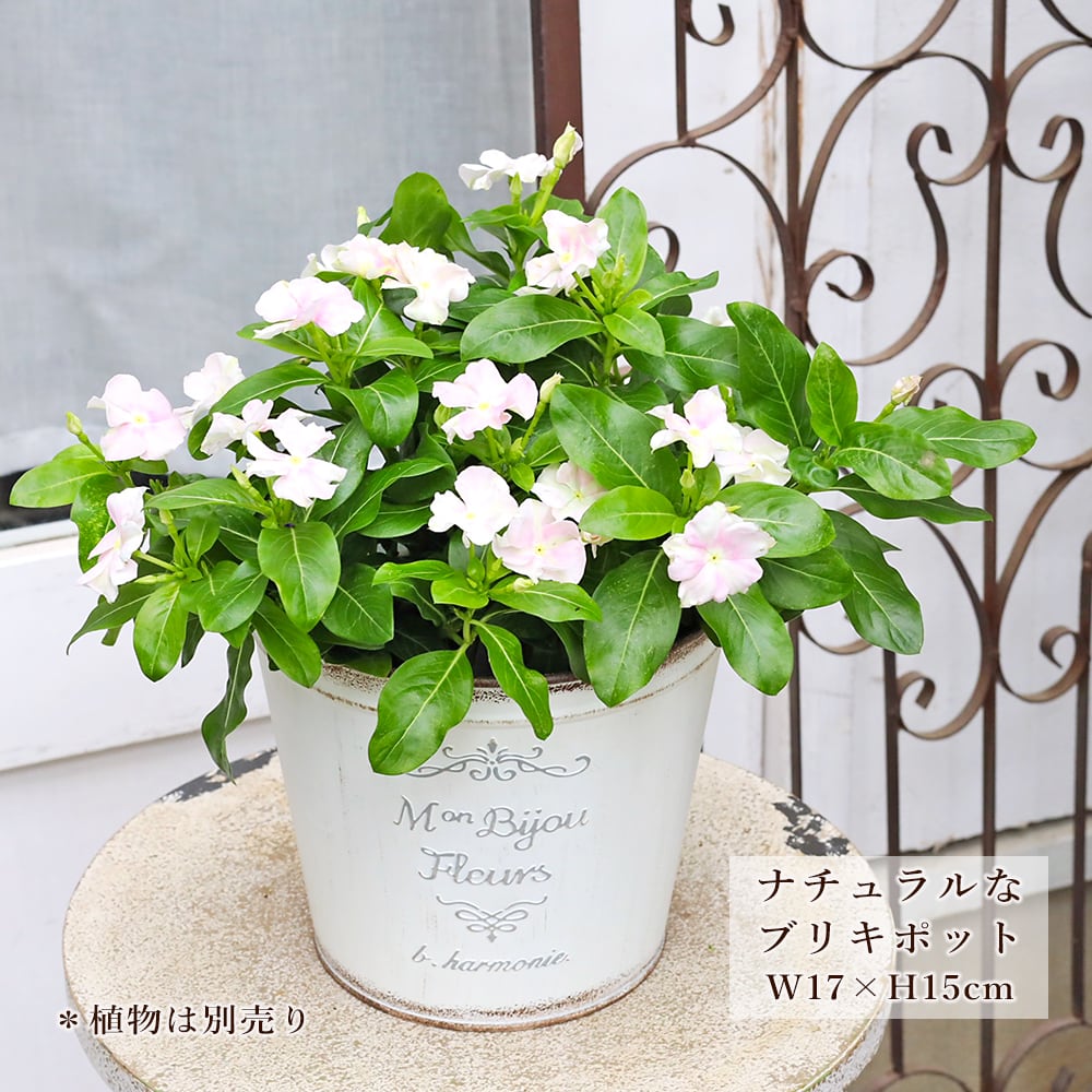 ガーデニング雑貨 | Gardening＆Flower サザンフィールド
