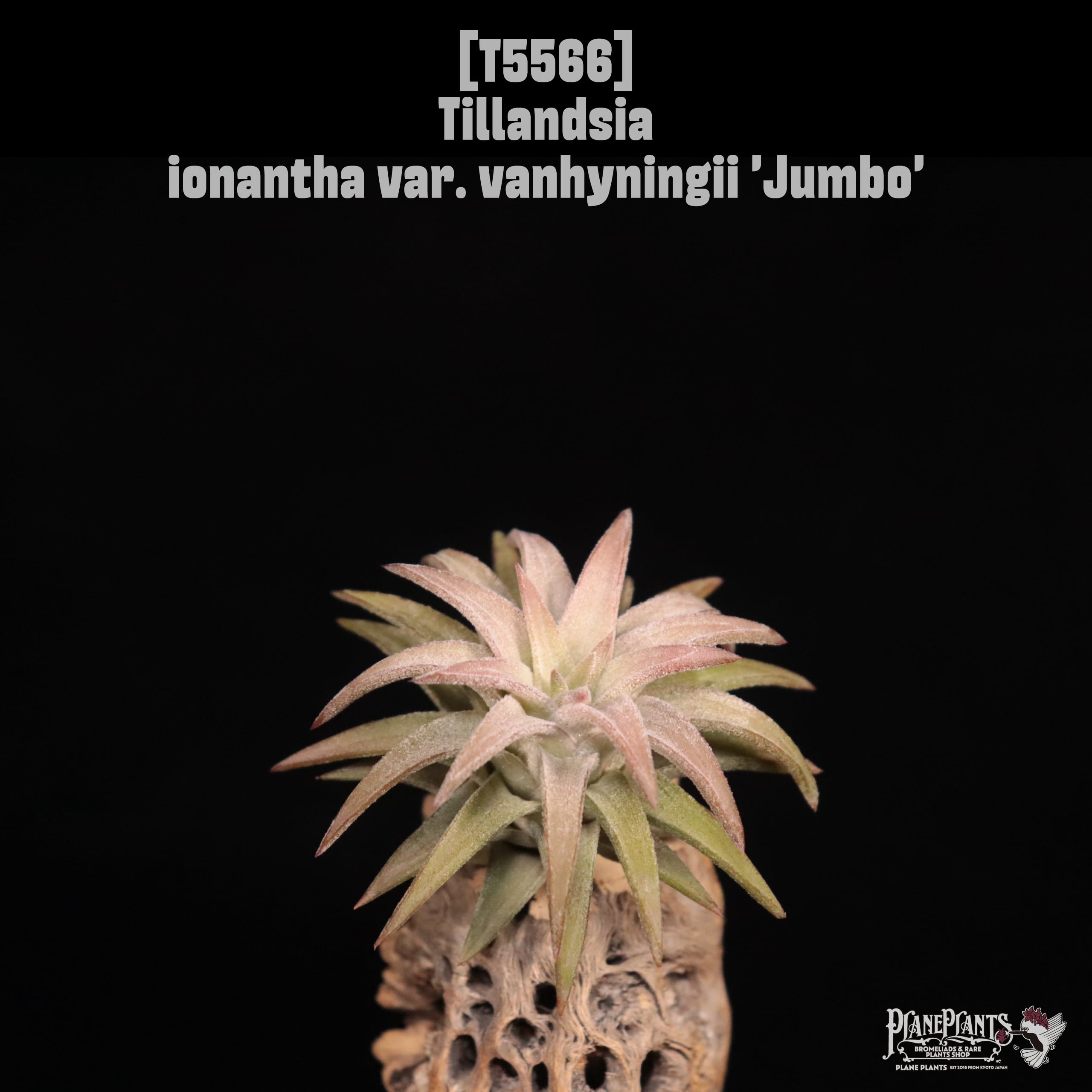 ionantha | plane plants