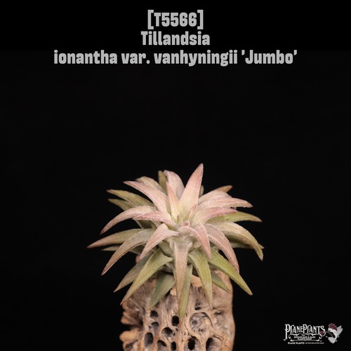 【送料無料】ionantha var. vanhyningii 'Jumbo'〔エアプランツ〕現品発送T5566