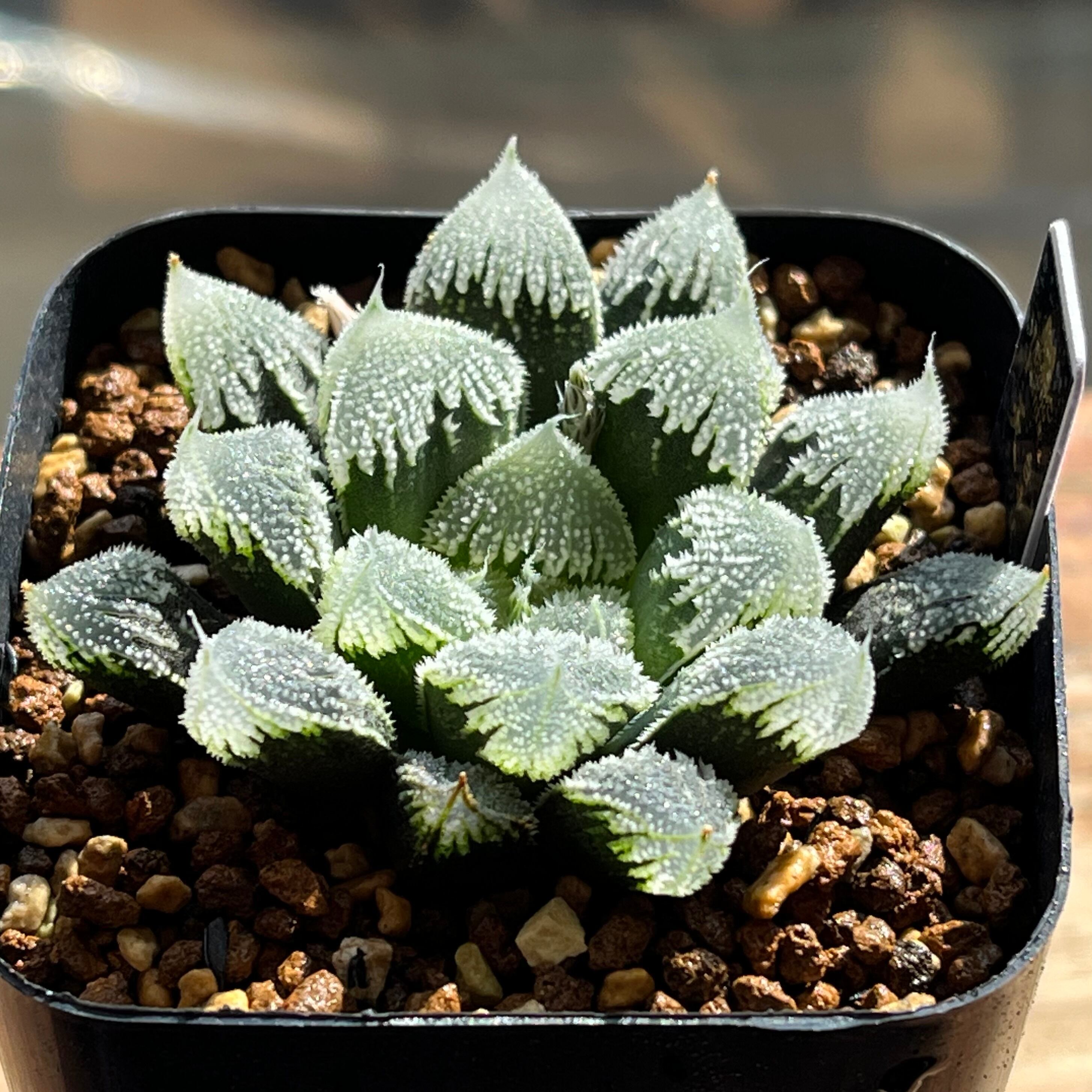 ハオルチア スターズフェアリー | mocono_plants