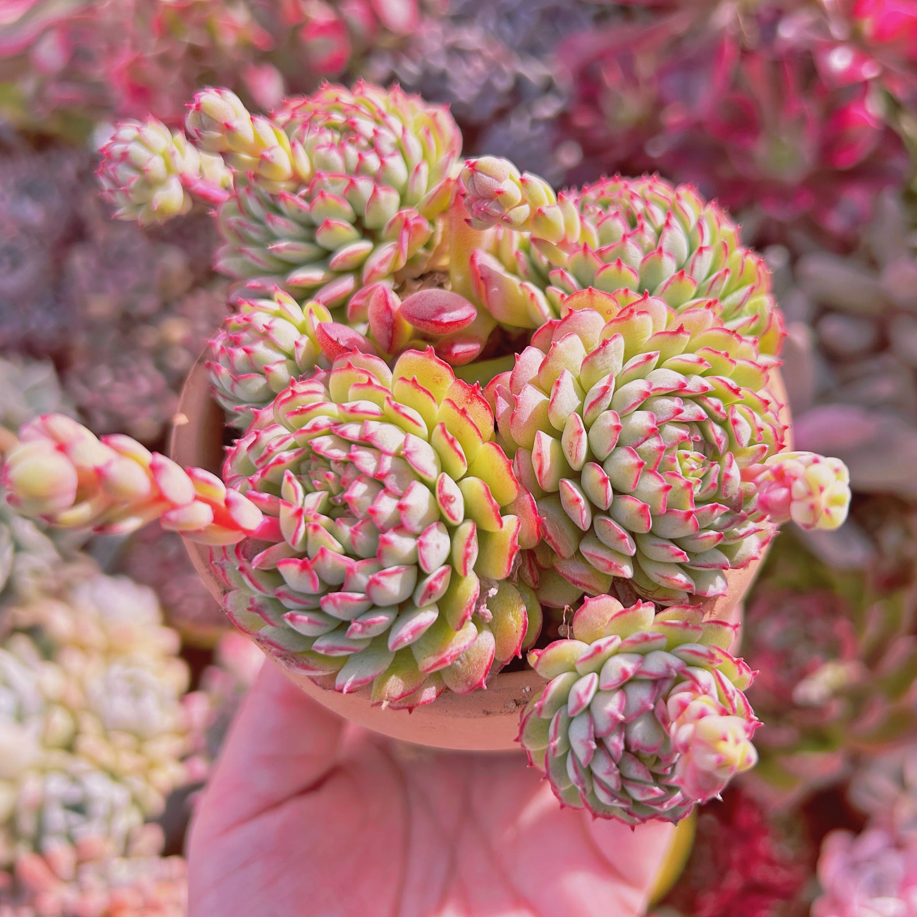 #502現物　多肉植物　Echeveria グロブローサx静夜