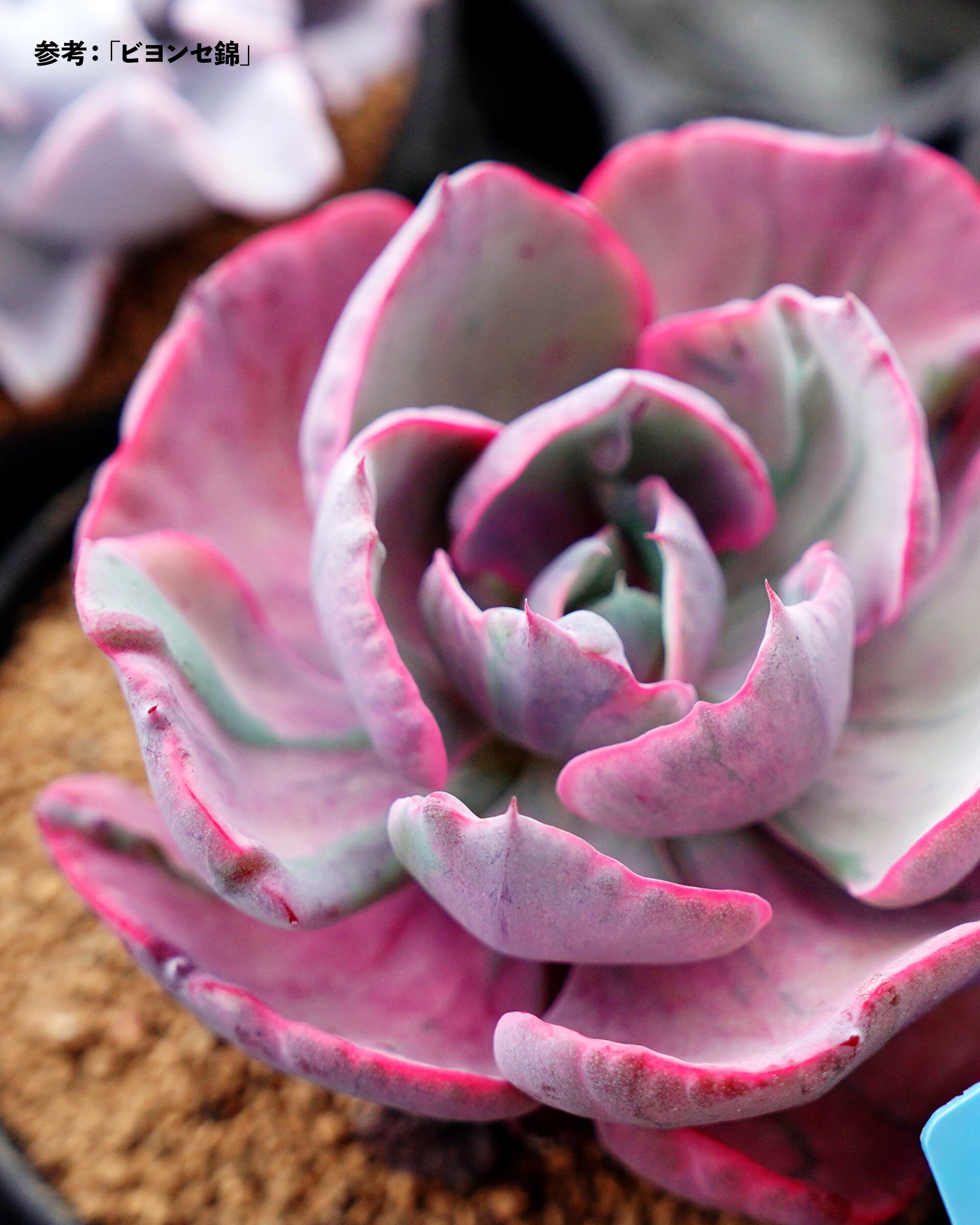 カット苗 レインドロップ錦 Echeveria 'Raindrops Variegated