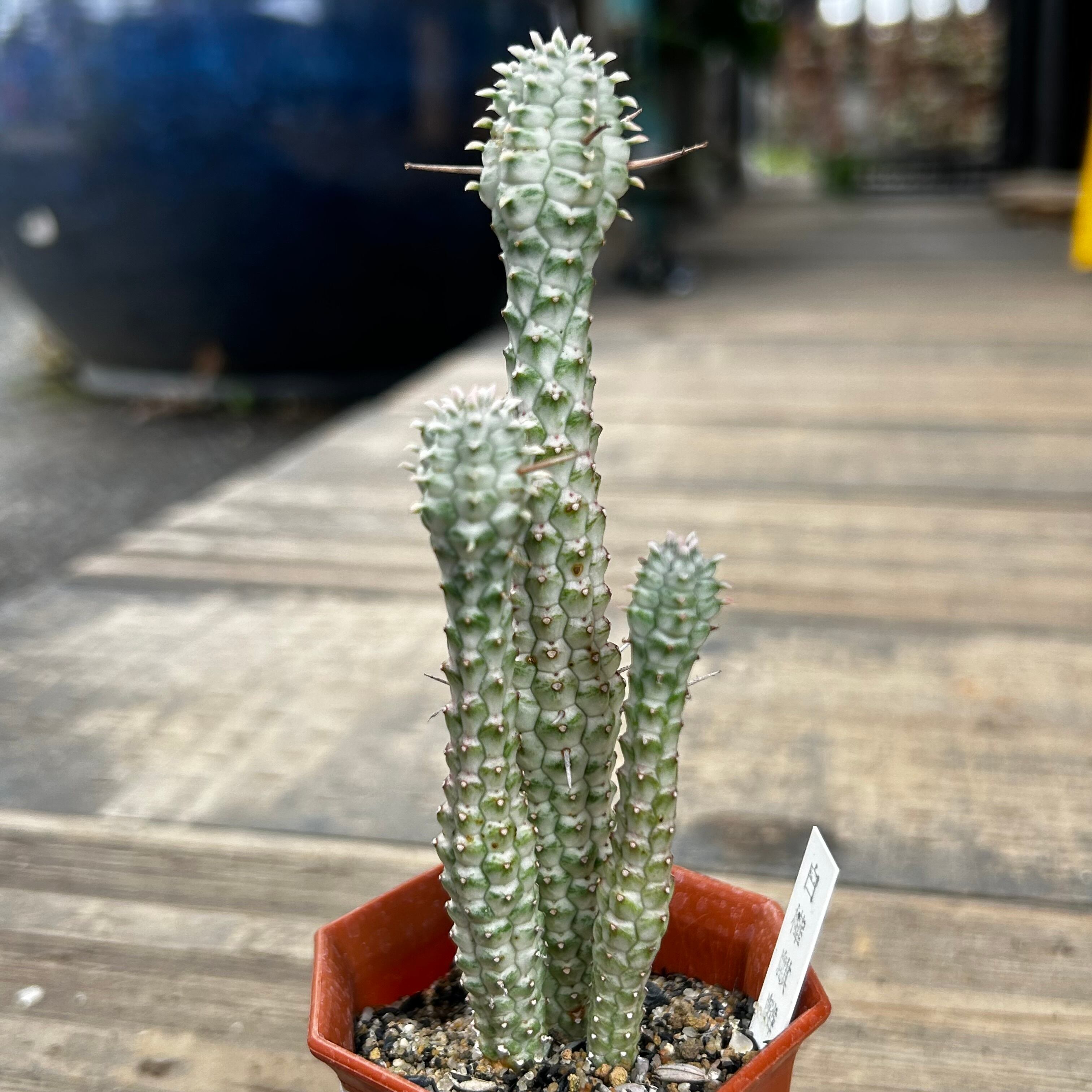 白樺麒麟(ユーフォルビア | RuPo 多肉植物専門店