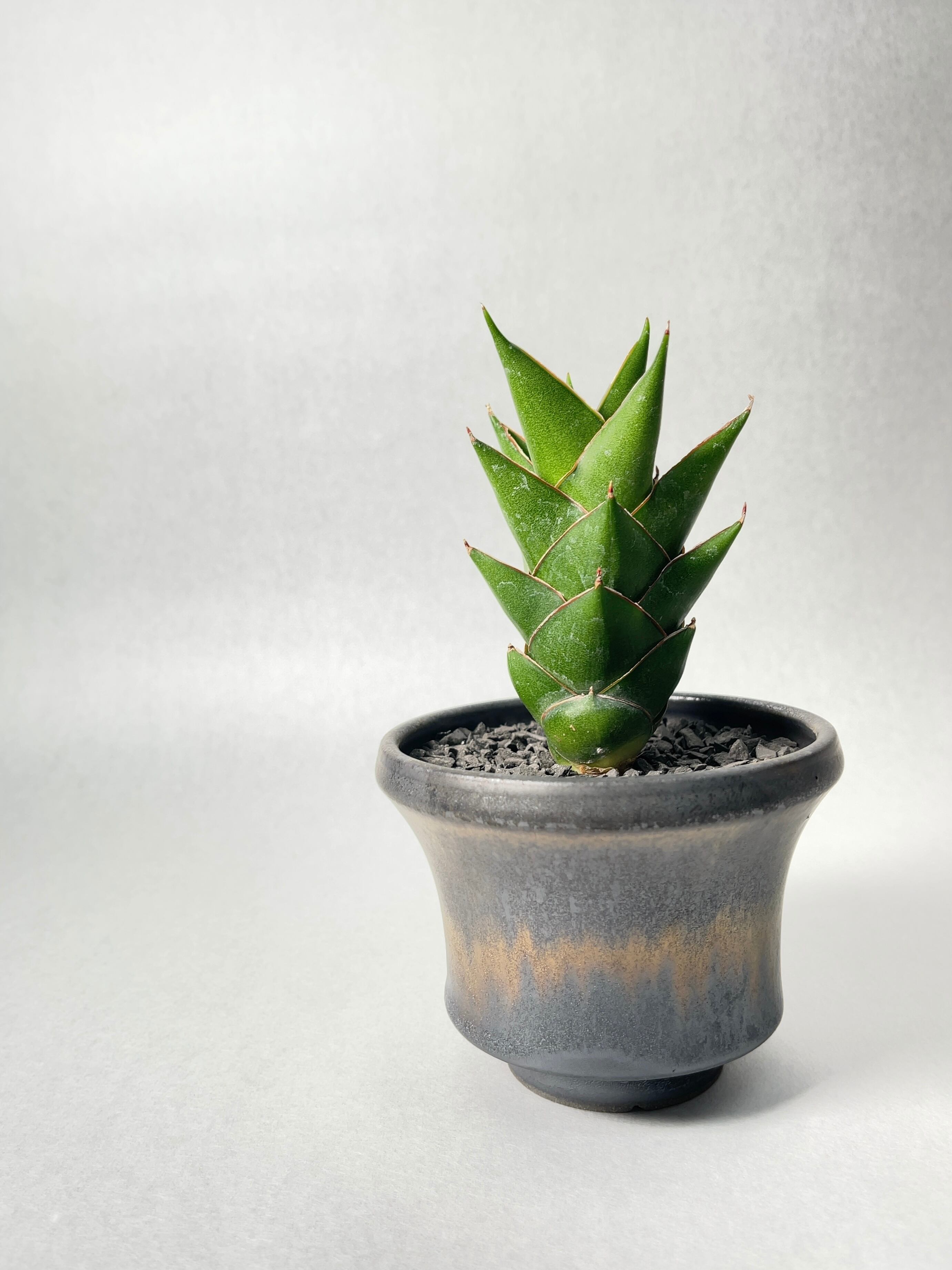 サンセベリア・グリーンウェッジトーチ | trigger