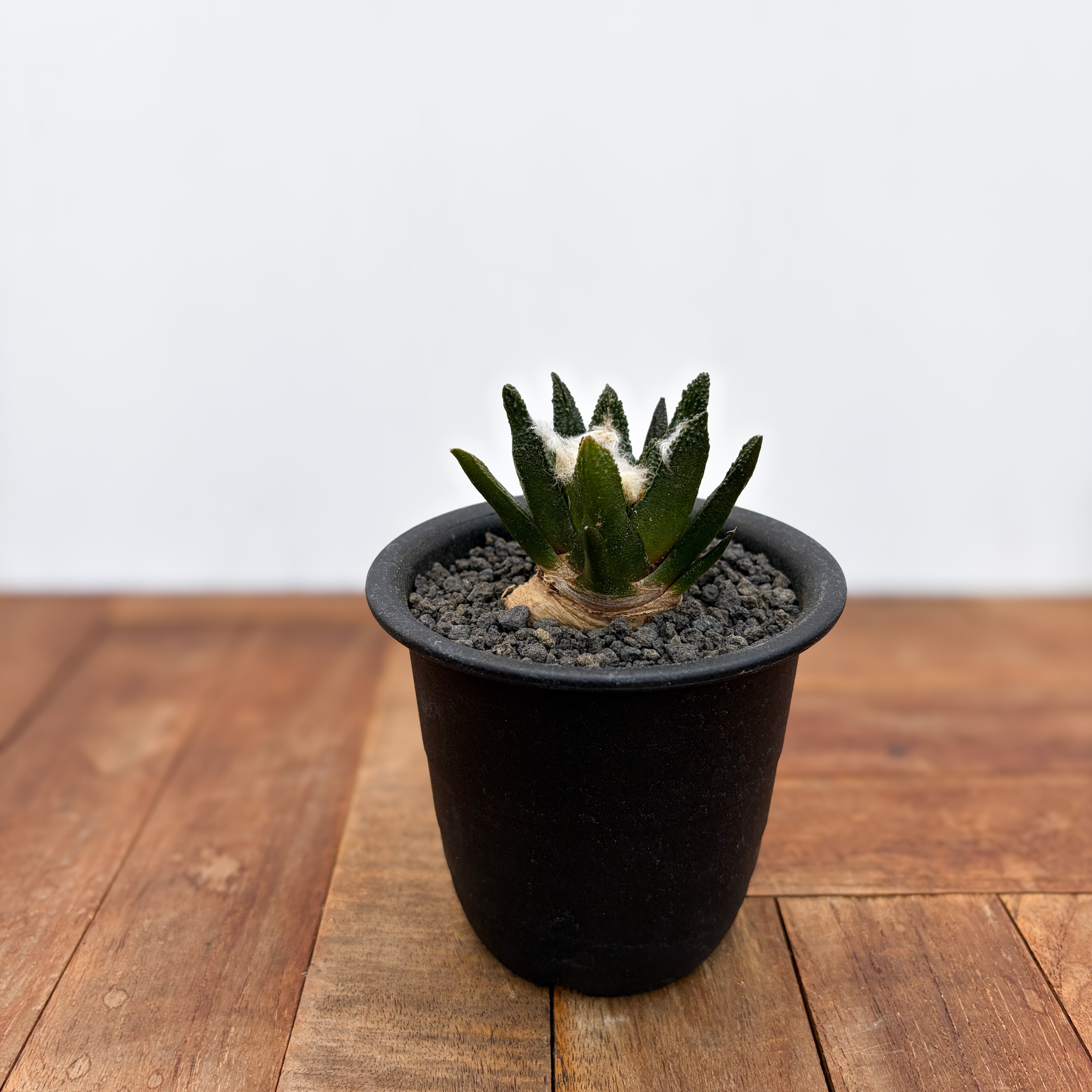 Ariocarpus bravoanus【アリオカルプス・ブラボアナス・実生