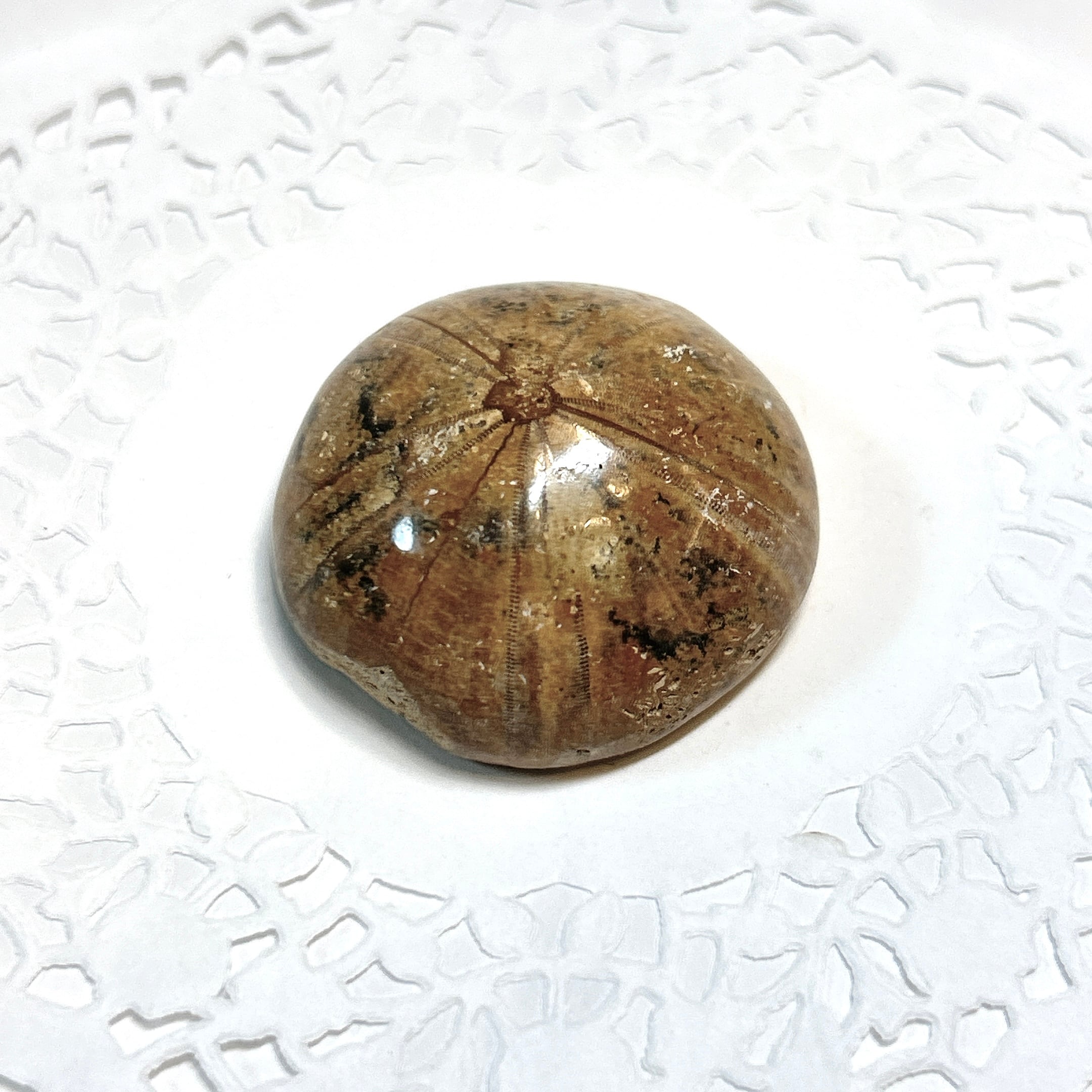 化石]ウニ | クリスタル・ワールド御徒町店