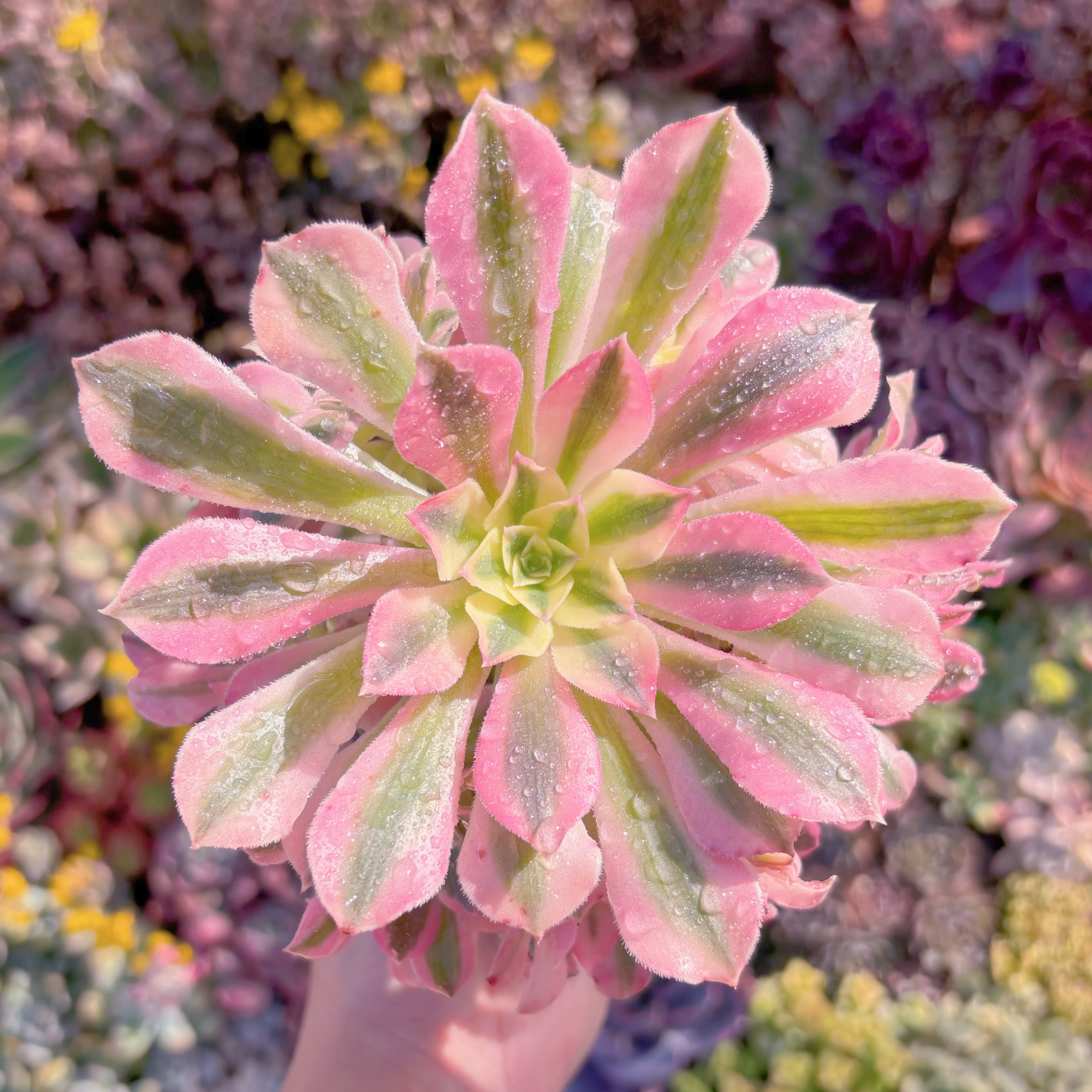 現品　美姫#M132　群生　るる農園