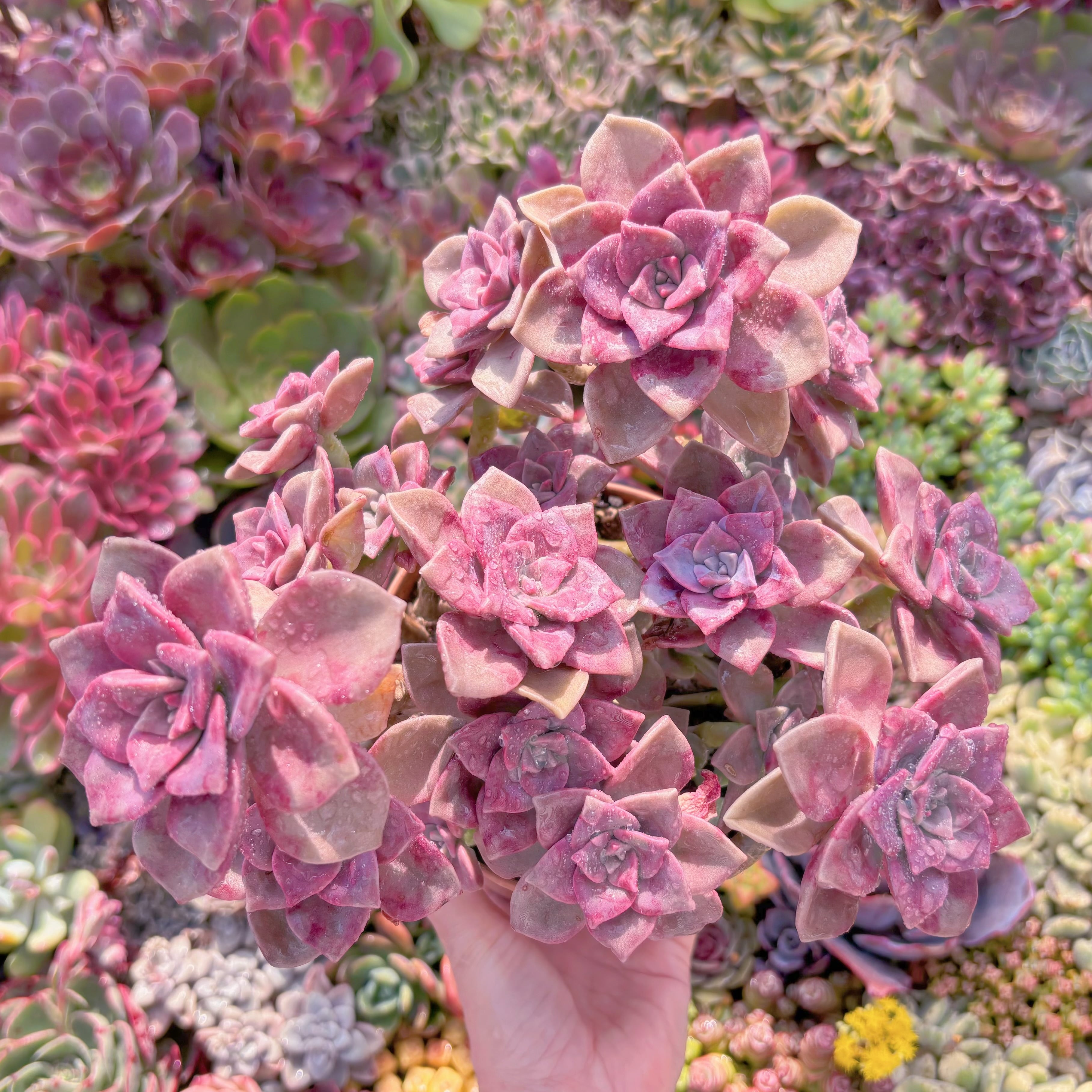 現品　フォアグラ#A014　特大群生　るる農園