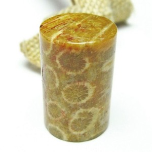 珊瑚 フォッシルコーラル 磨き石 穴なし [M便 1/10] 112-3915