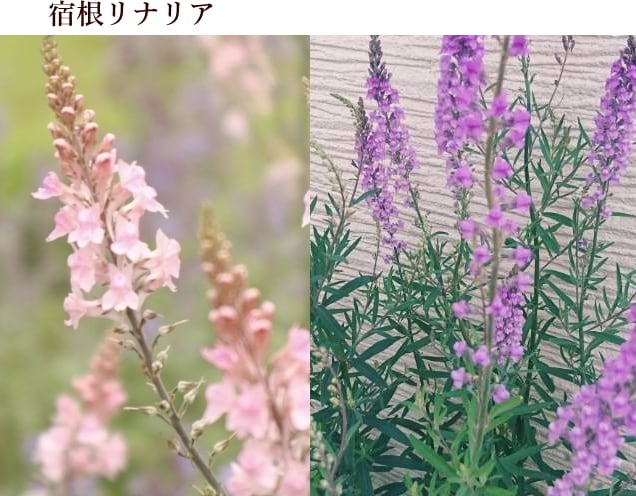 71 #多肉植物アエオニウム❤️孔雀❤️1大頭10小頭18cm拔き苗 多肉植物 アエオニウム 孔雀白錦 レア #sb 5 | Pay ID