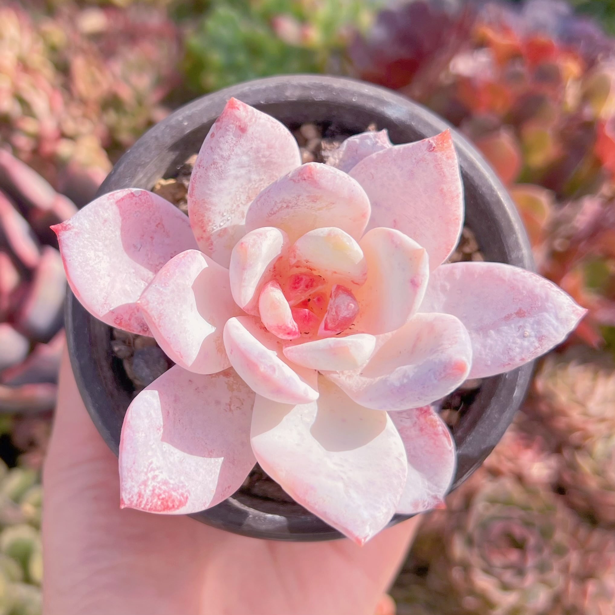 現品　夢雪#780　古株　るる農園