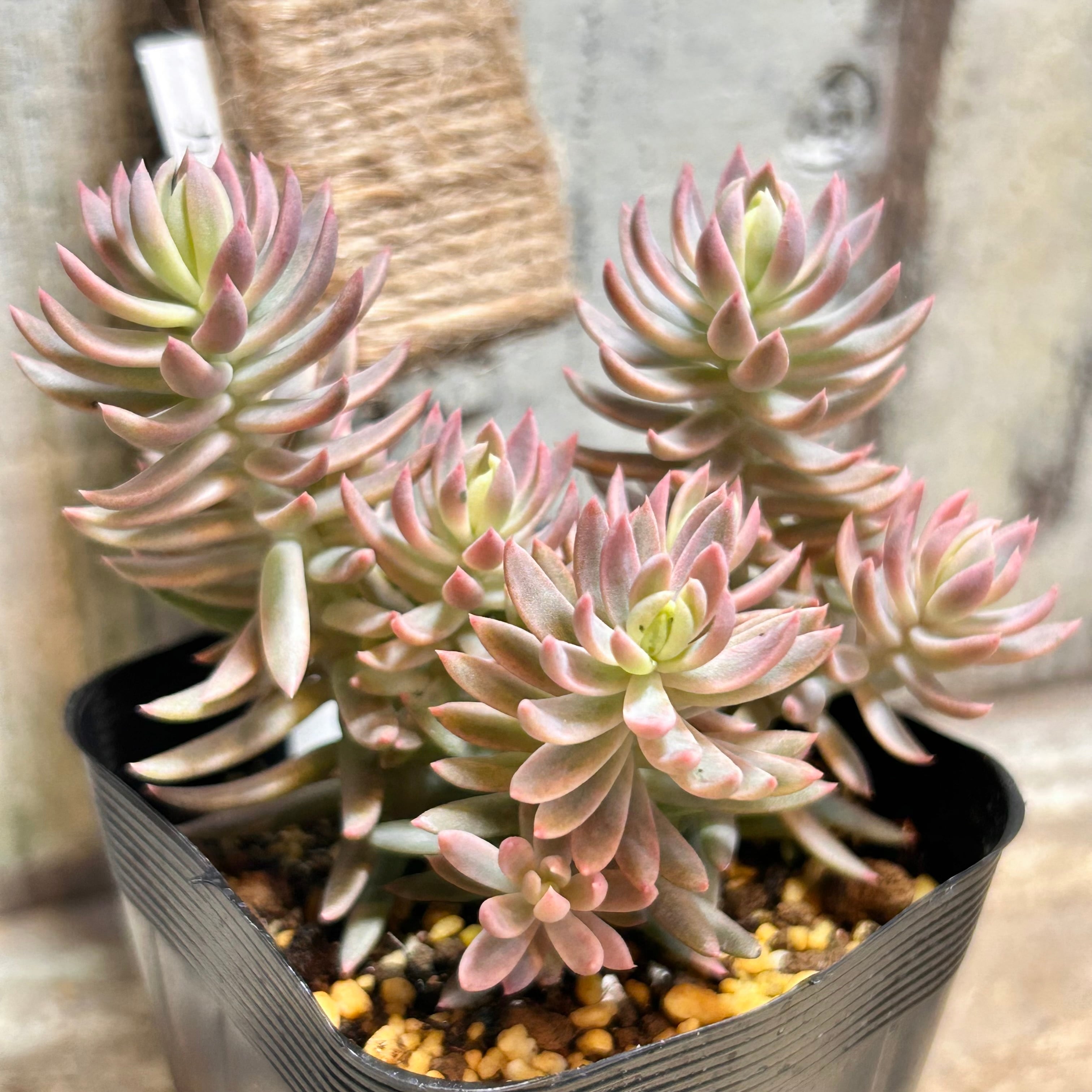 錦 | RuPo 多肉植物専門店