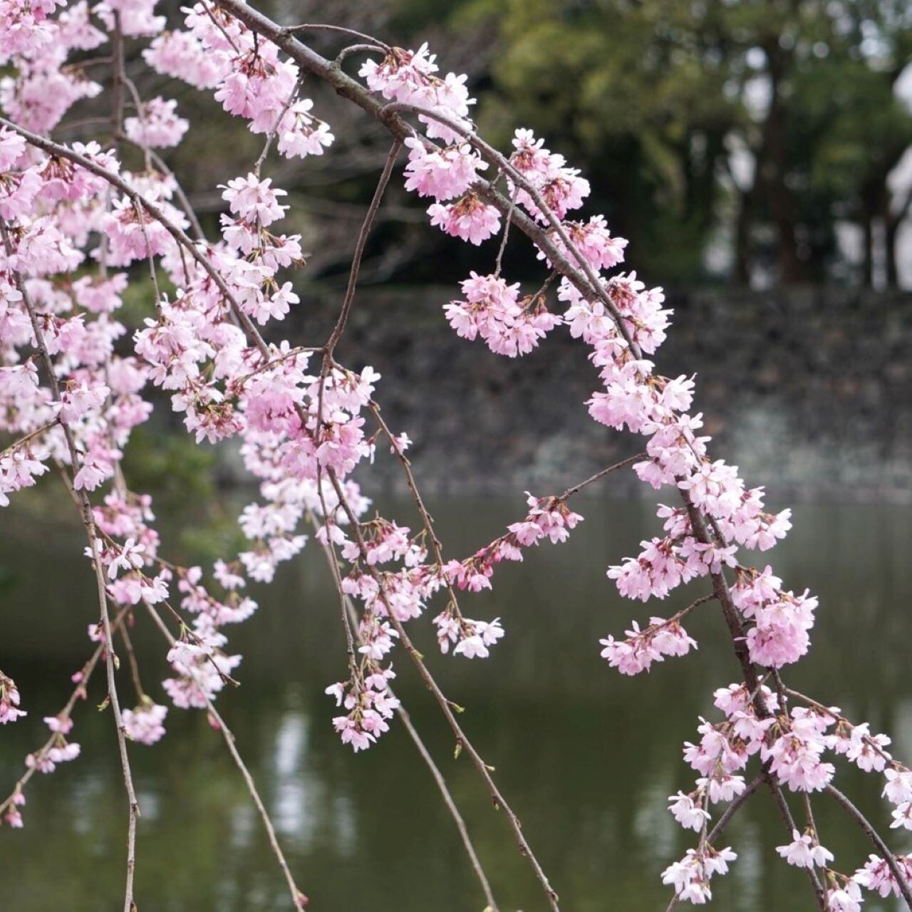 日本ワイン【森臥ワイナリー春セレクション】三本セット☆ | 北海道
