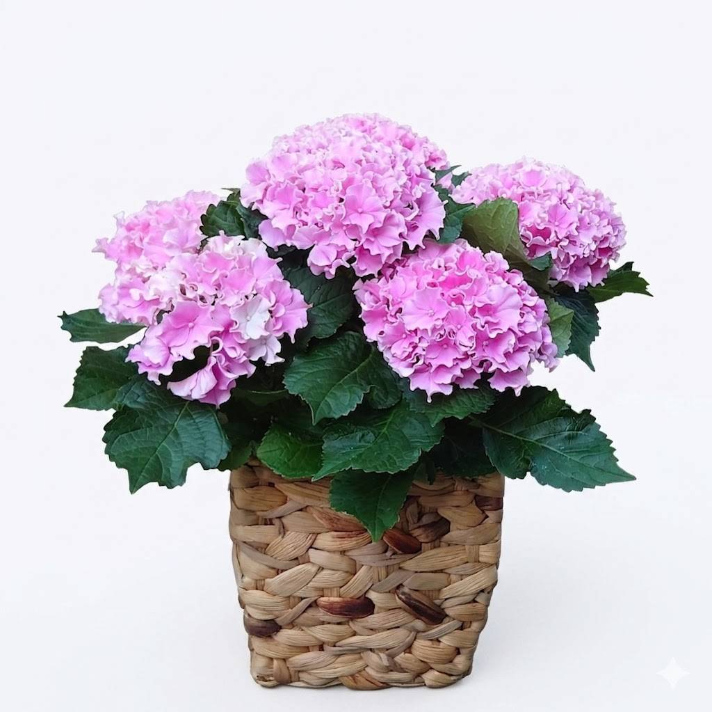 花瓶　アルミ　花鉢　足付　花材 母の日:花鉢:あじさい | SamaSama