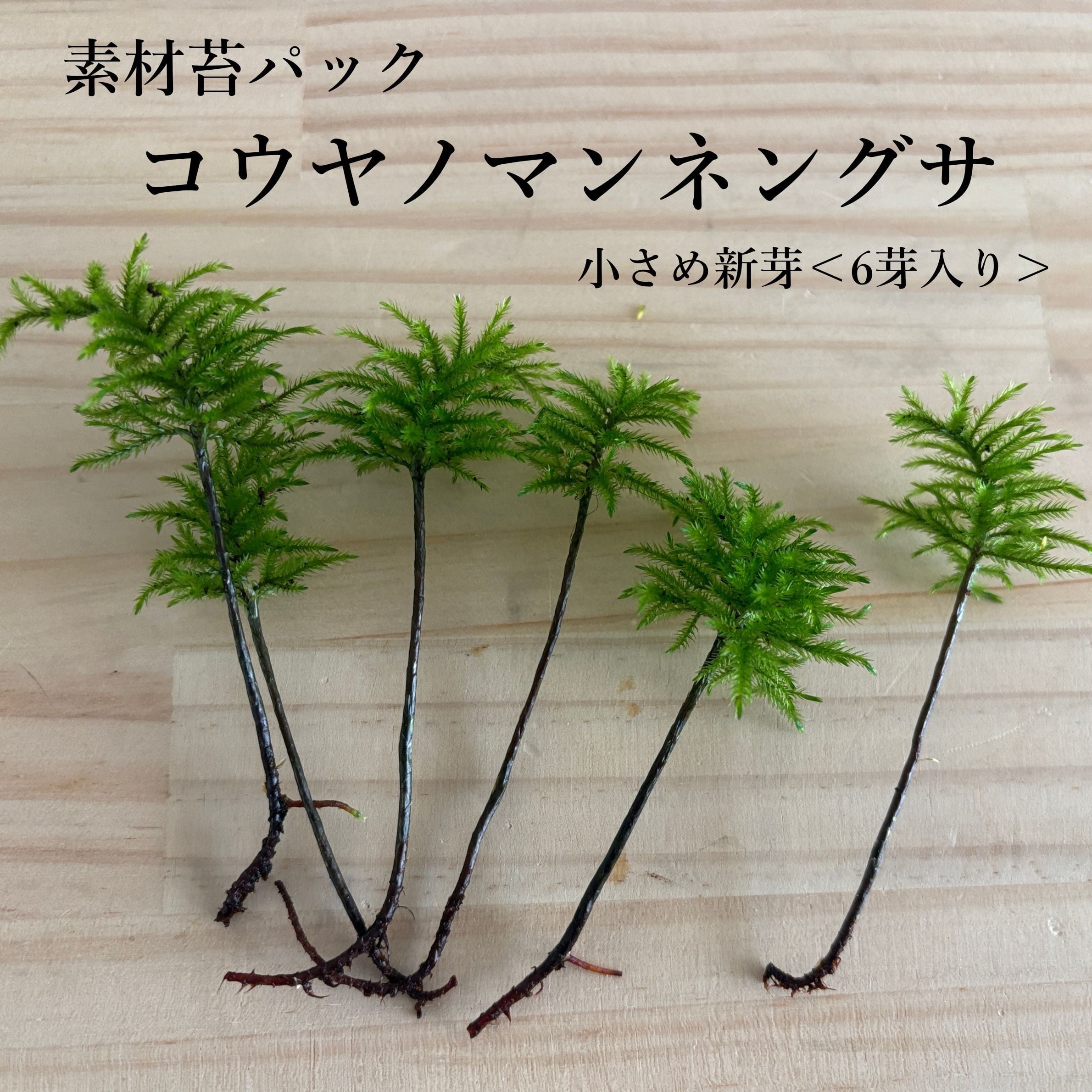 コウヤノマンネングサ新芽◆6芽入り|苔テラリウム作製用素材苔