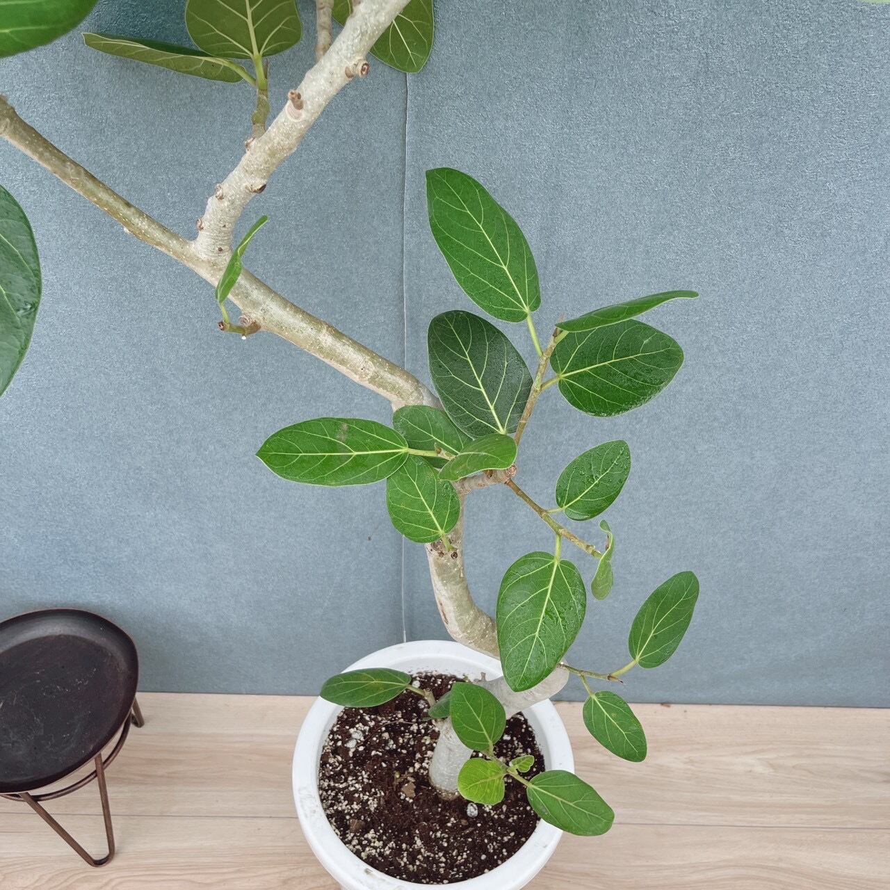 現品］28番 フィカス ベンガレンシス 曲がり 8号 観葉植物 室内 大型