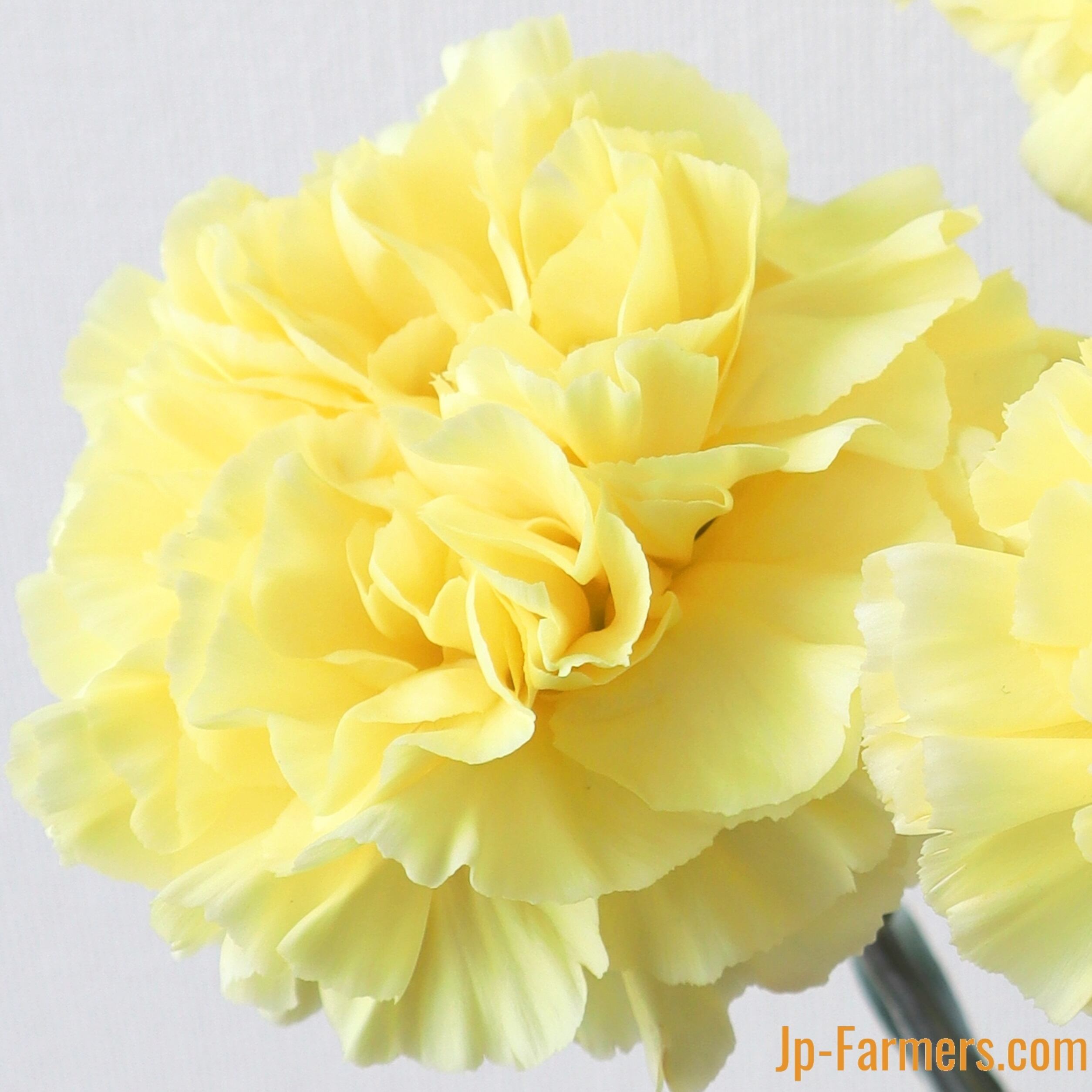 ●【送料無料】日本製・新品・ろうけつ染め（カーネーション）綿100％● ○【送料無料】日本製・新品・ろうけつ染め（カーネーション）綿100％○