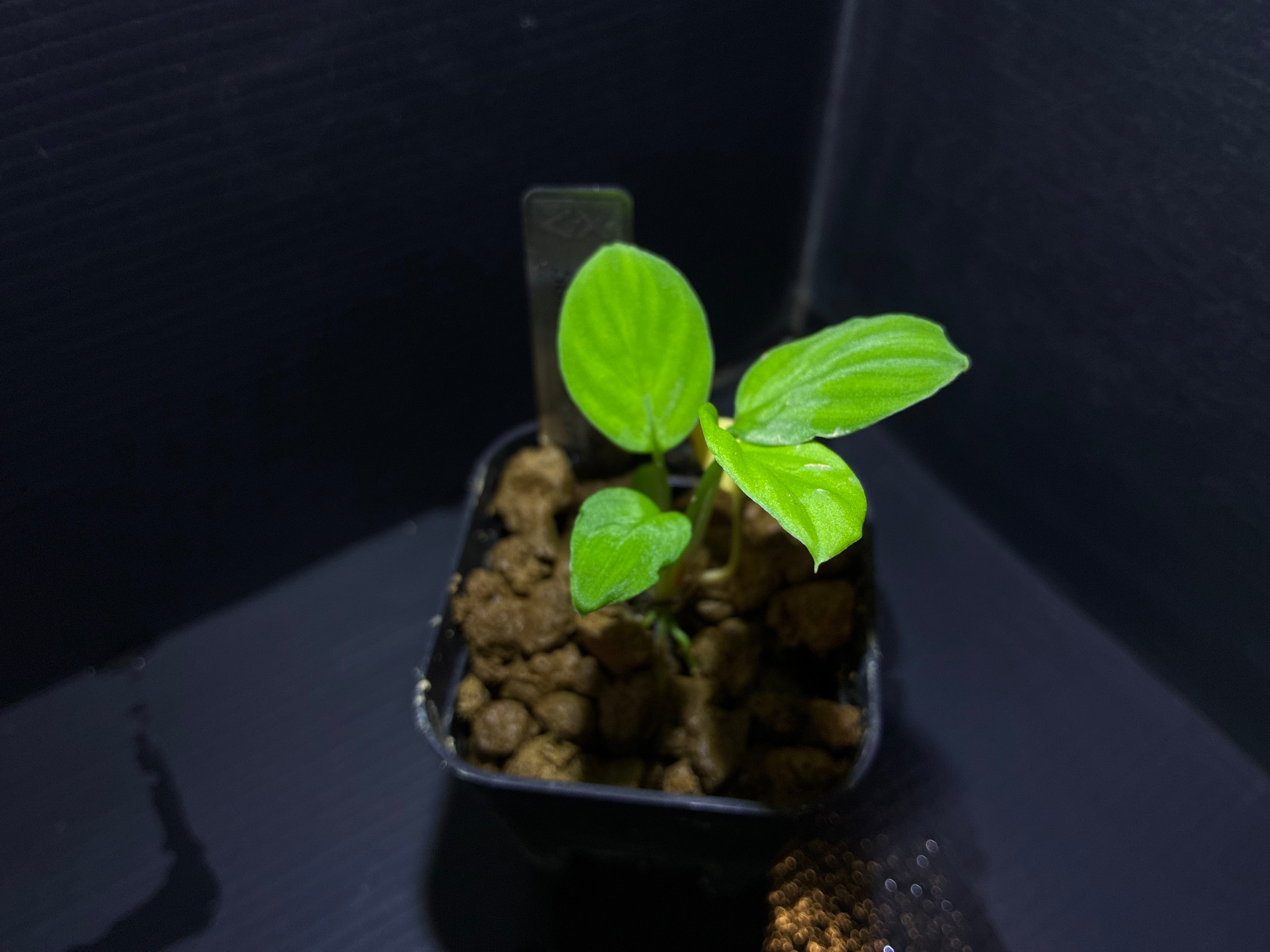 ホマロメナ sp.Kalimantan Timur 正規タグ付き Yahoo!オークション - 「ホマロメナ+homalomena+sp.」の落札相場・落札価格