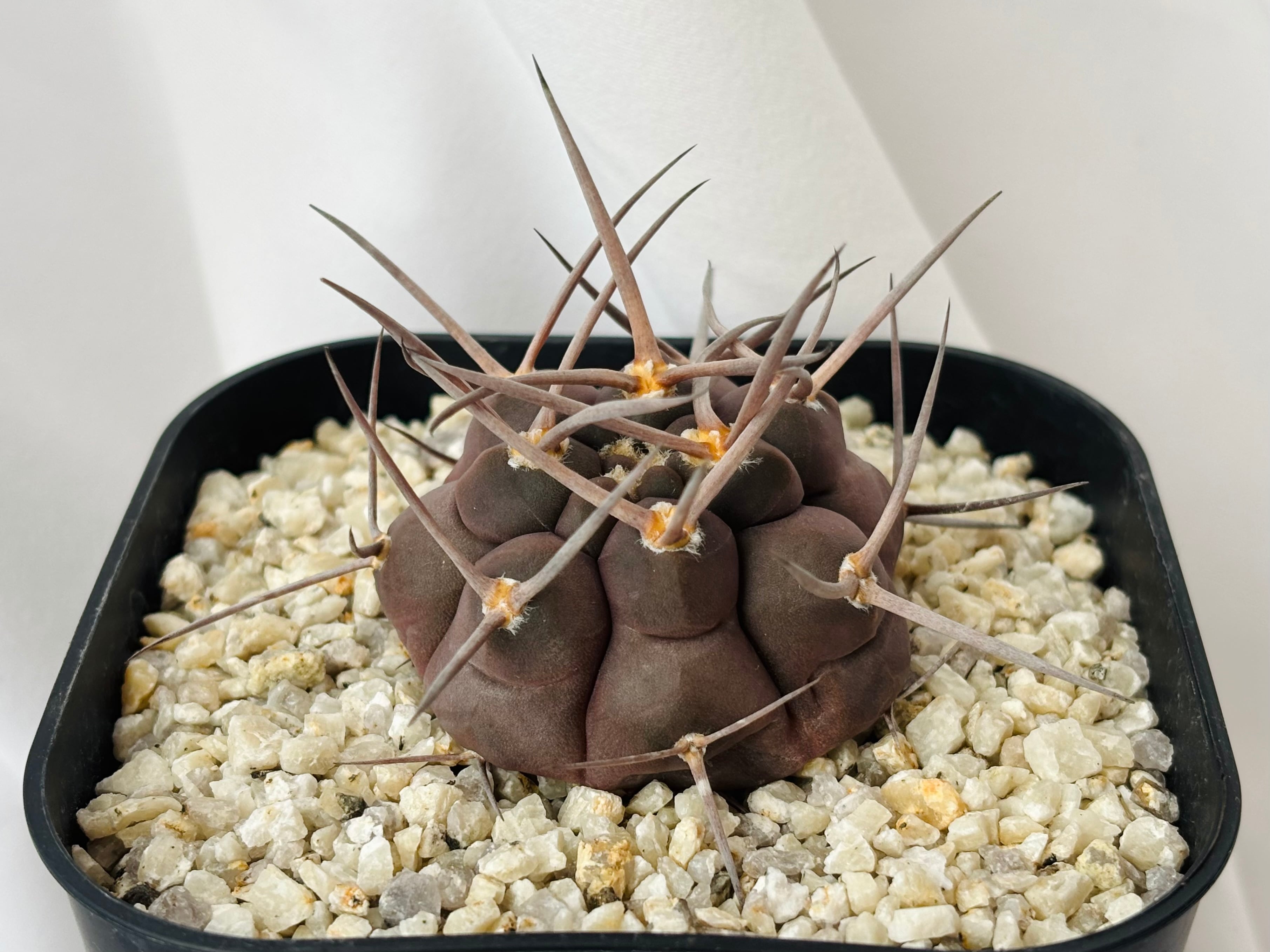 Gymnocalycium spegazzinii f. unguspinum ギムノカリキウム 短刺天平