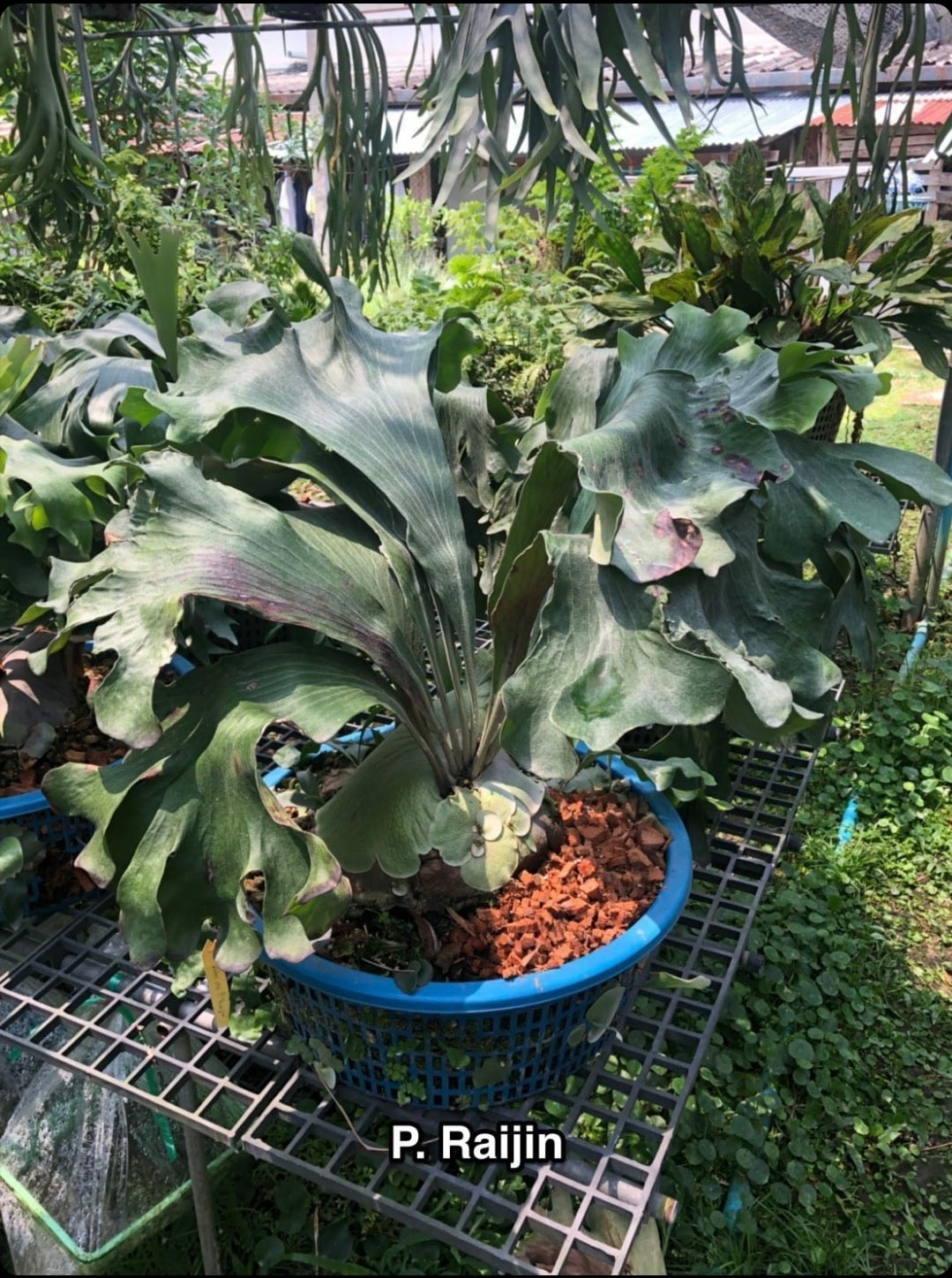 P.Raijin【artPLANTs】ビカクシダ/Platycerium | artPLANTs P.Raijin【artPLANTs】ビカクシダ/Platycerium | artPLANTs