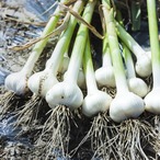 にんにく500g(農薬・化学肥料・除草剤不使用)
