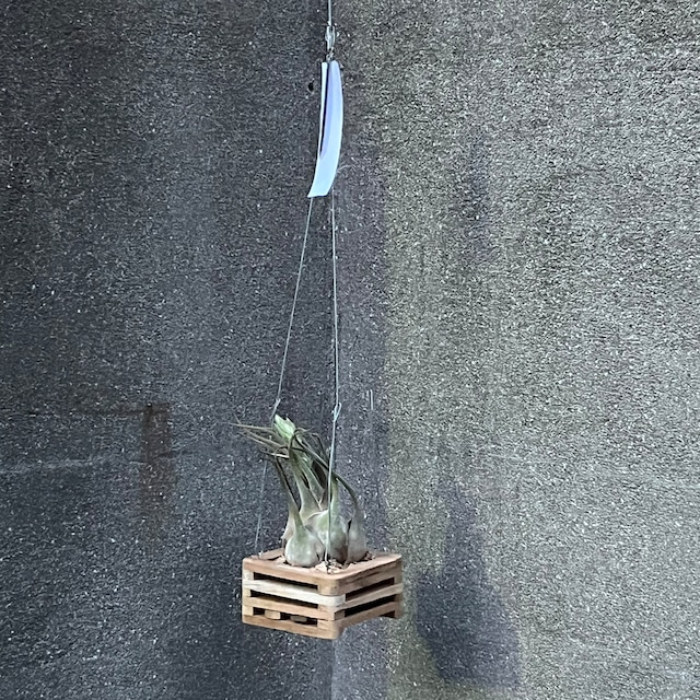 Tillandsia Seleriana