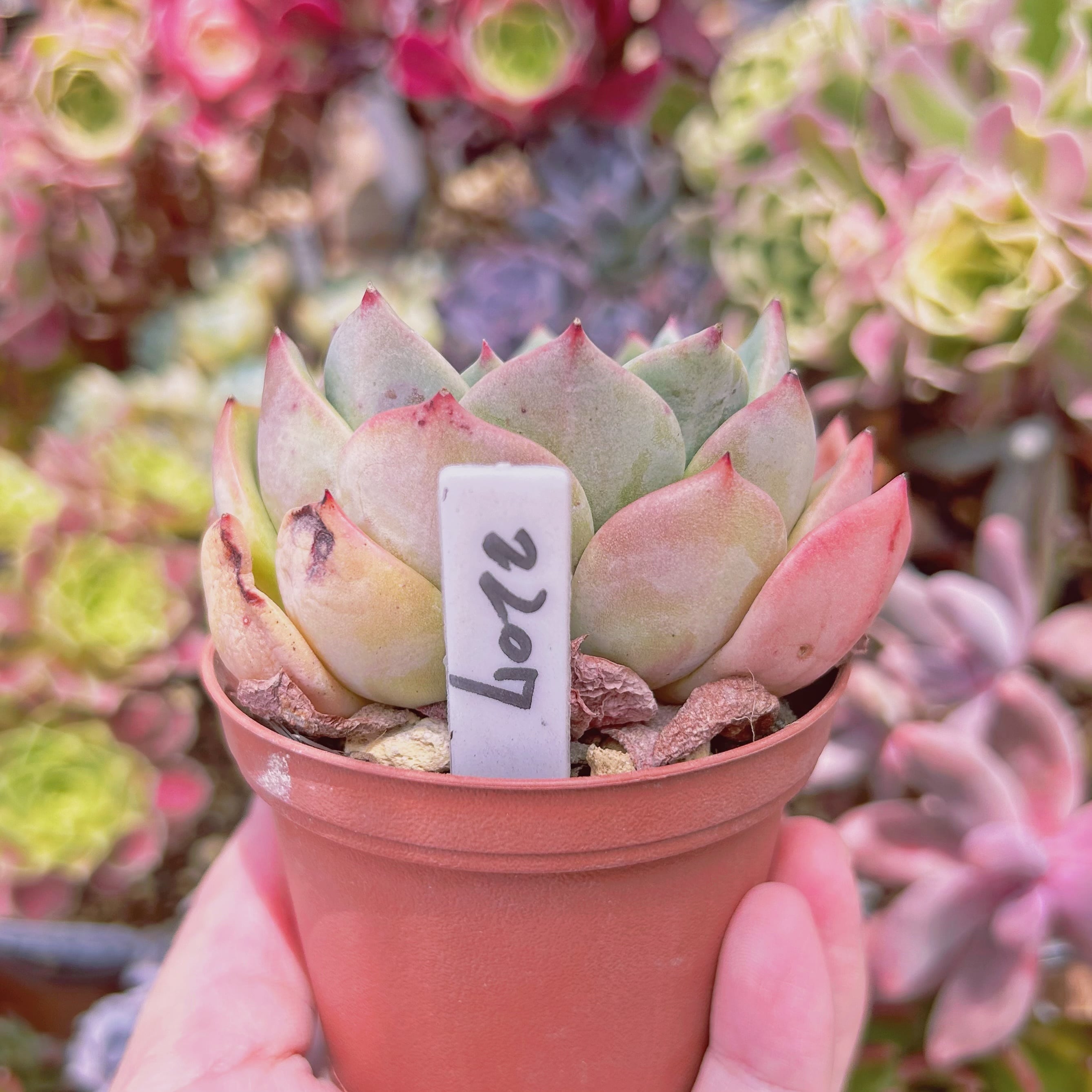 多肉植物　エルメス錦　抜き苗 多肉植物エルメス錦抜き苗