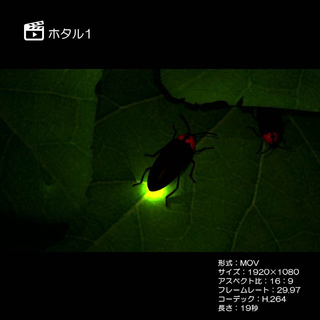 ホタル1 著作権フリーcg映像販売