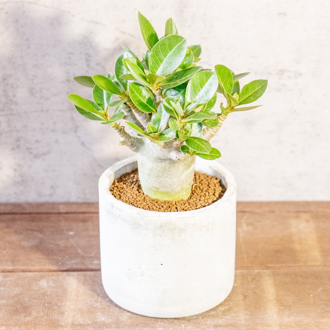 【愛らしい塊根植物】アデニウム・ドワーフタイプ。丸みを帯びたぽってりボディ。樹形にこだわった一株ごとの厳選仕入れ。手づくりモルタル鉢/虫発生抑制/育て方がわかる管理シート付き(全国一律送料850円)