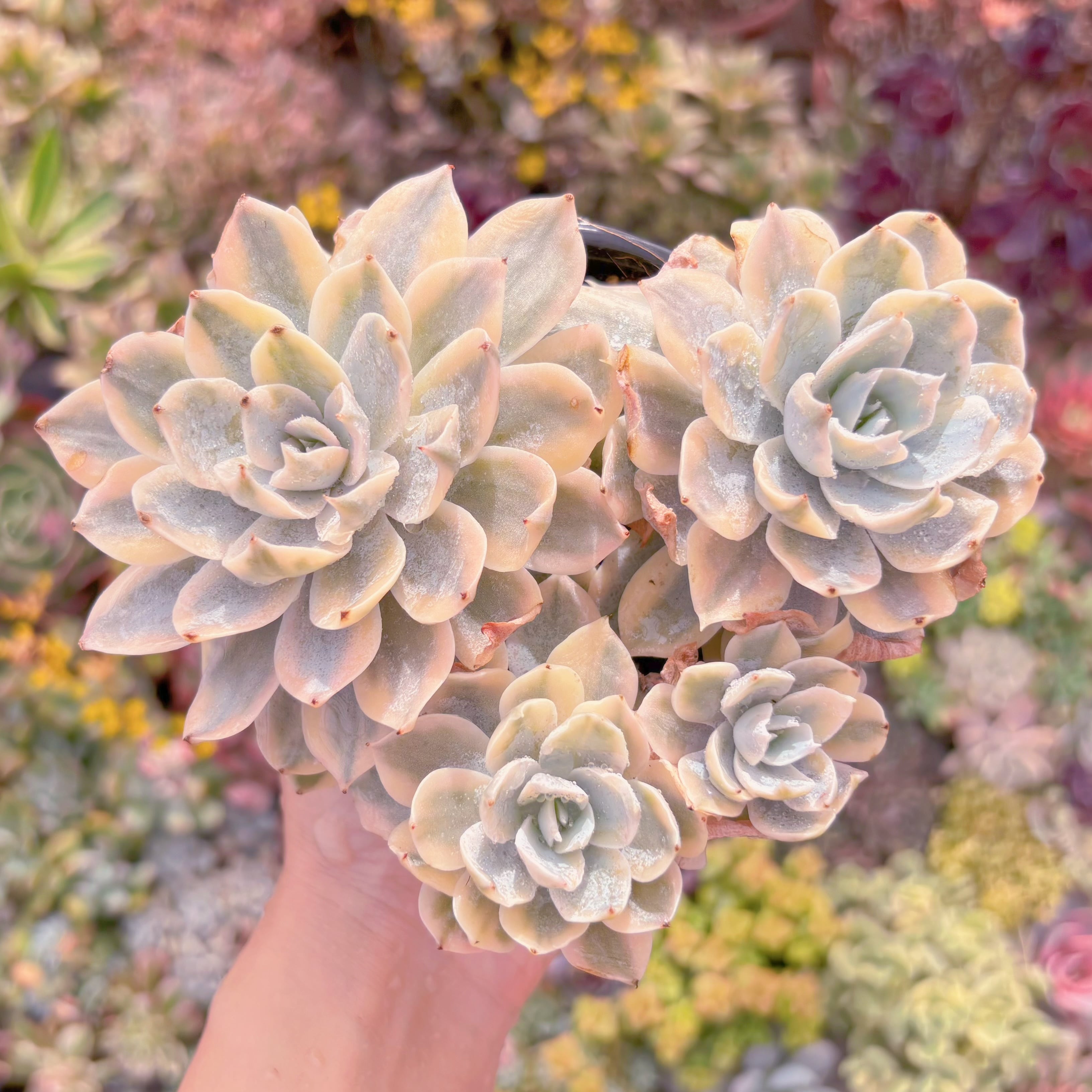 現品　サブセリス錦#M028　群生　るる農園