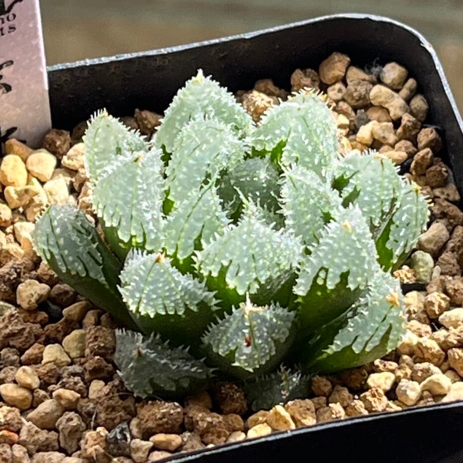 ハオルチア 雪花錦 | mocono_plants