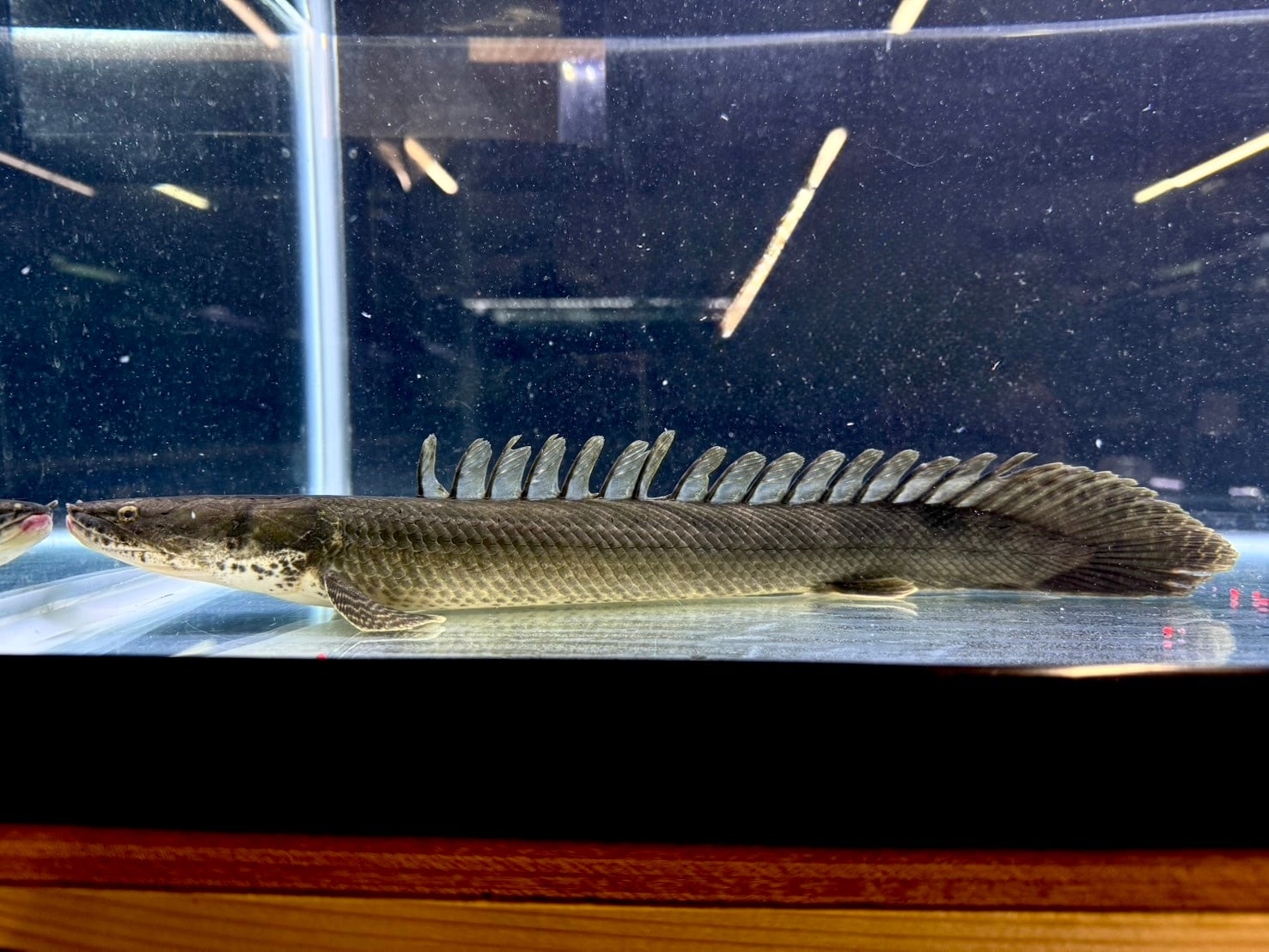 チャドビキール 直輸入】シンチャドビキール(バタ・デ・ライリ川産])40up②40cm