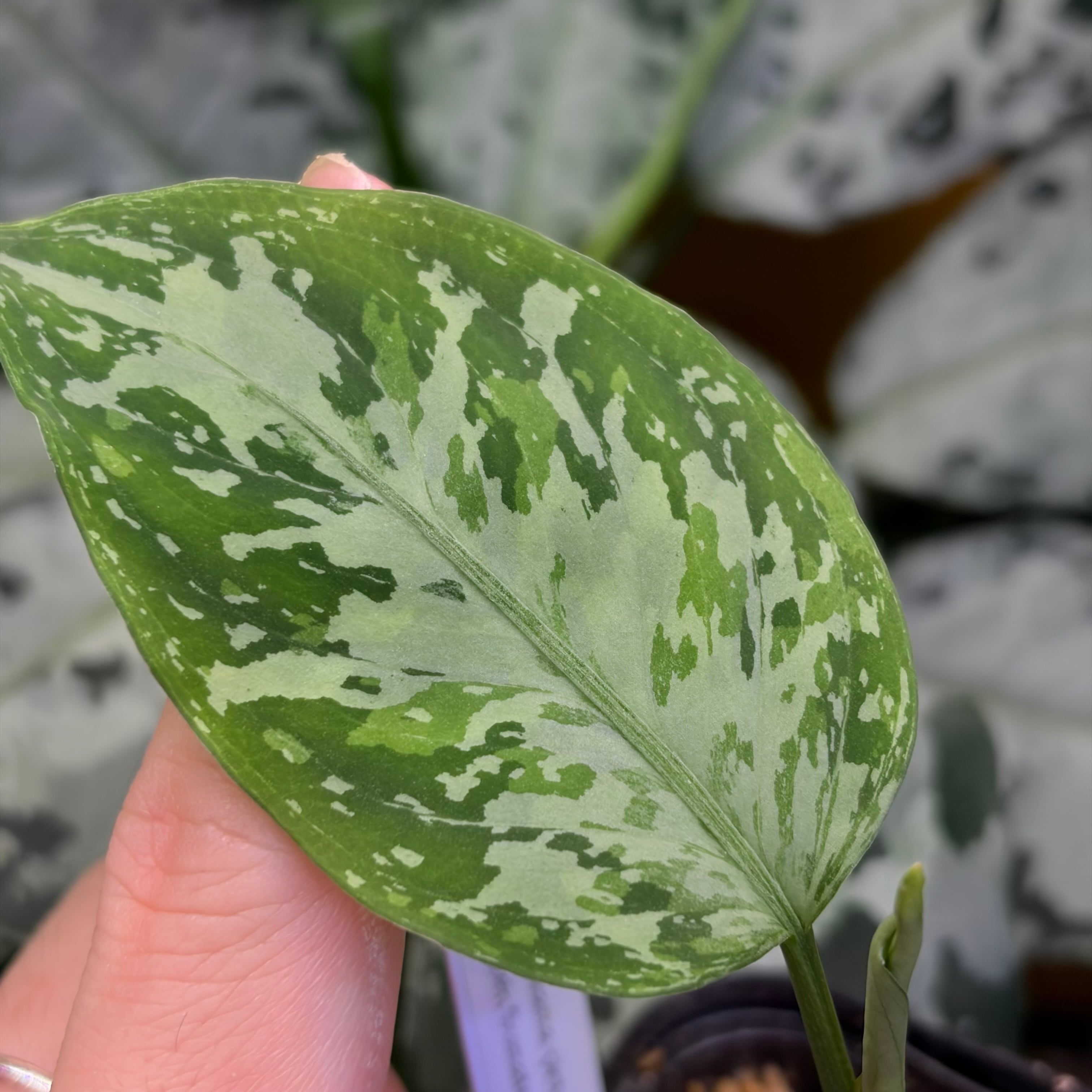 Aglaonema pictum “超新星” Aceh Sumatera【ZOE0423-9i】 | 熱帯雨林