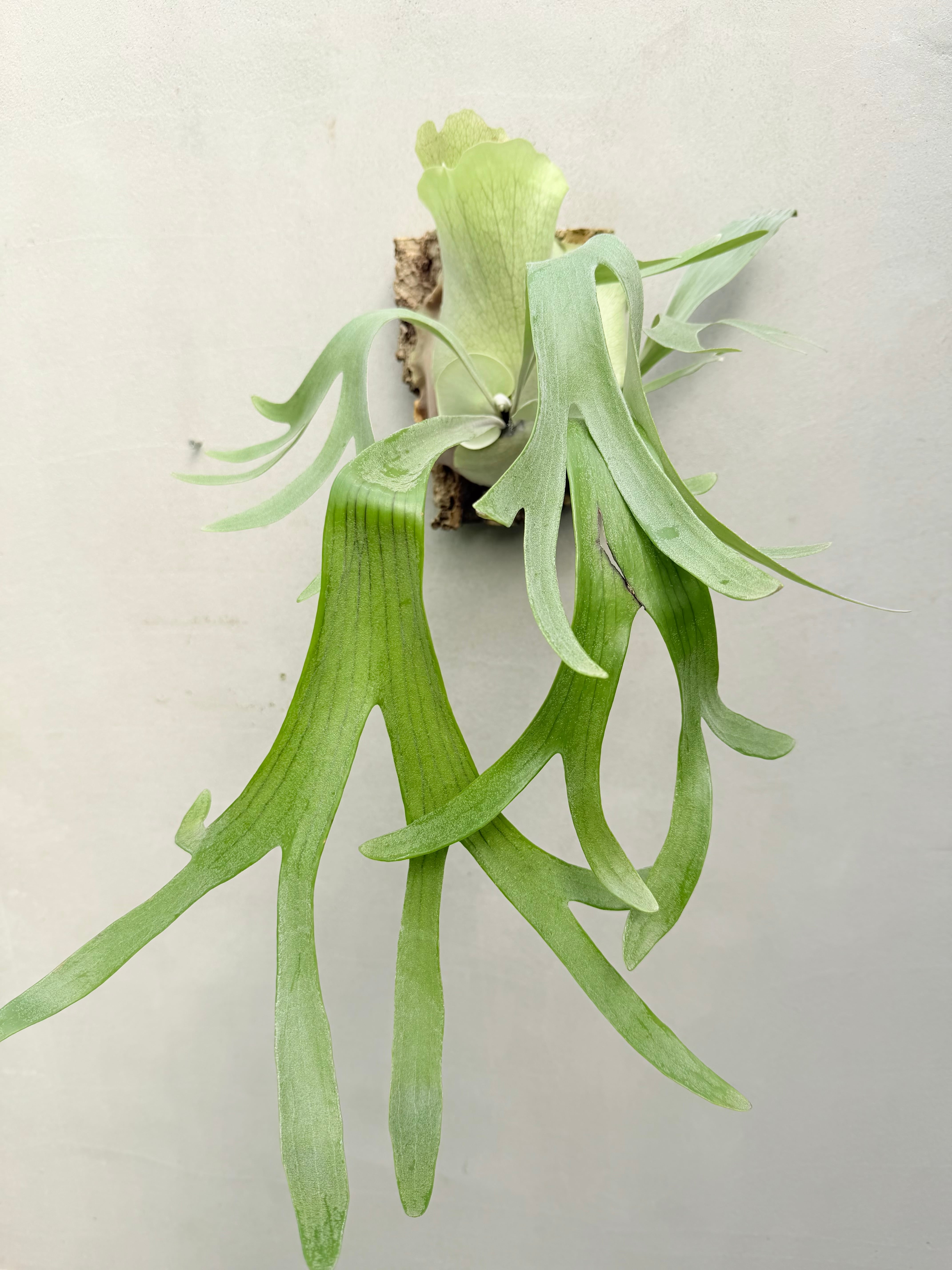 P. 'Shine Gloria' 'シャイングロリア' | vandaka plants