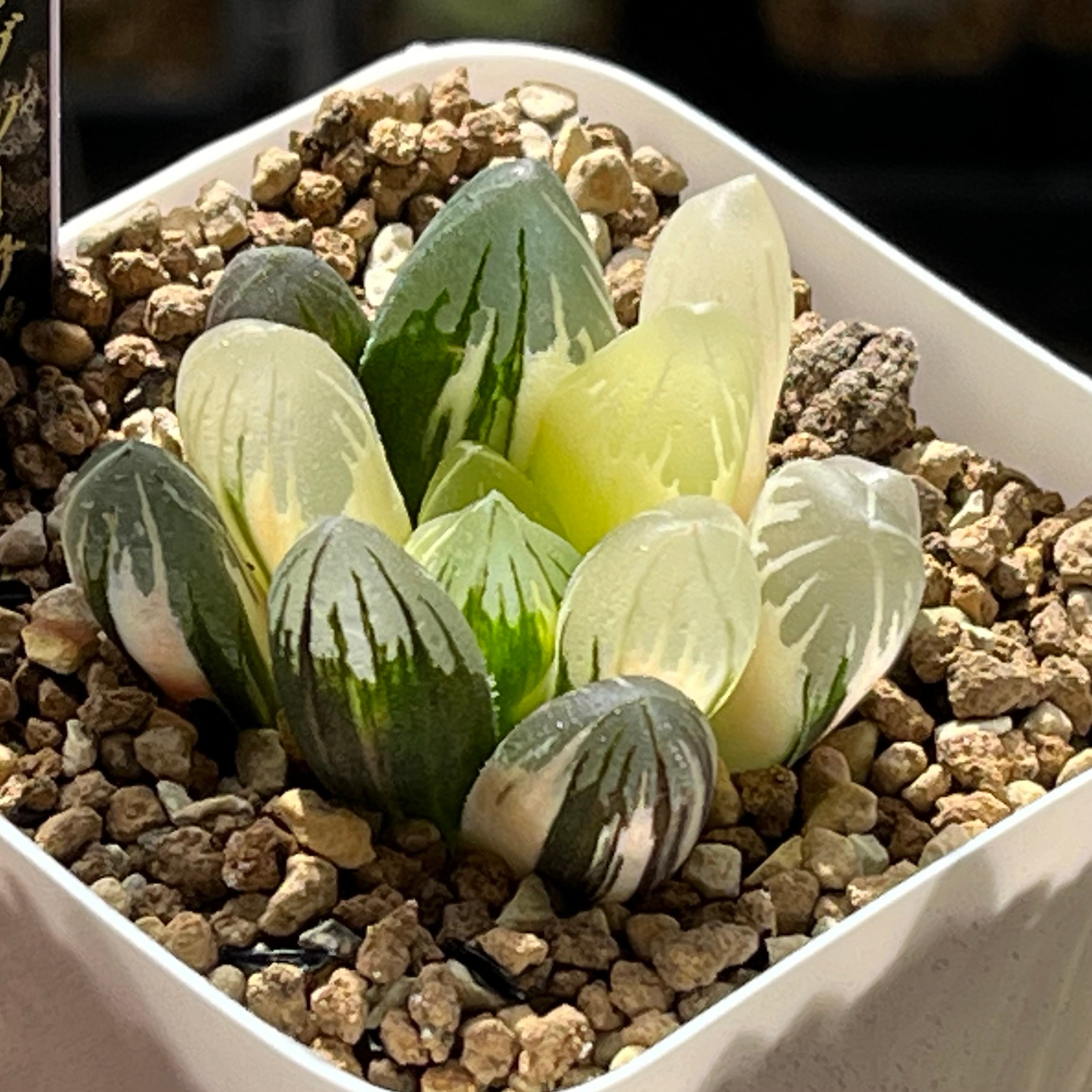 錦 | mocono_plants