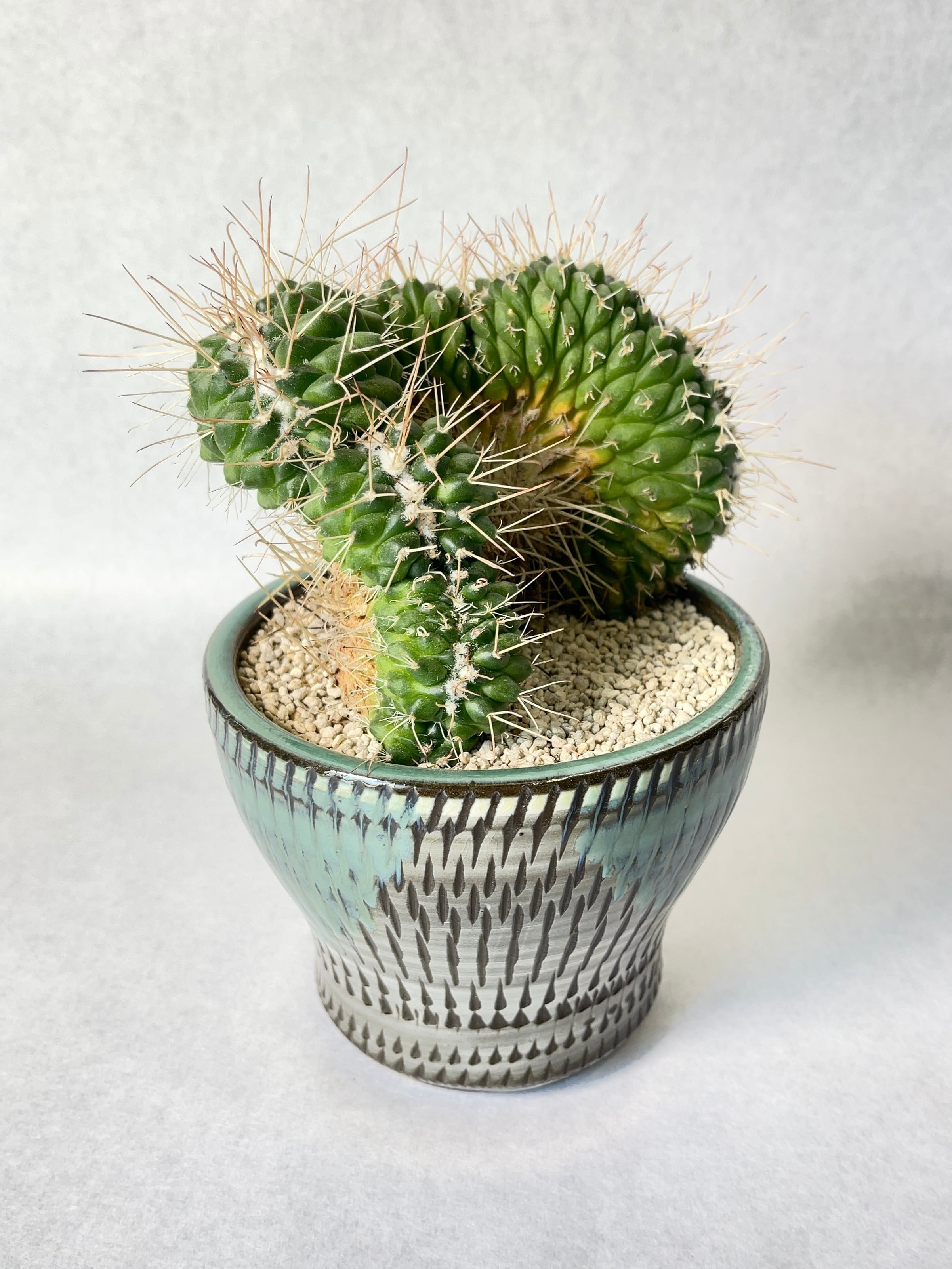 マミラリア・白竜丸綴化 | trigger