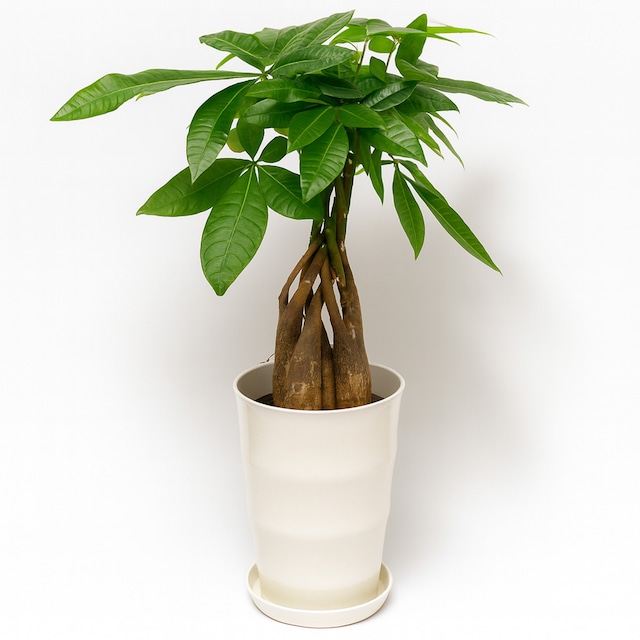 ねじりパキラ6号 プラ鉢