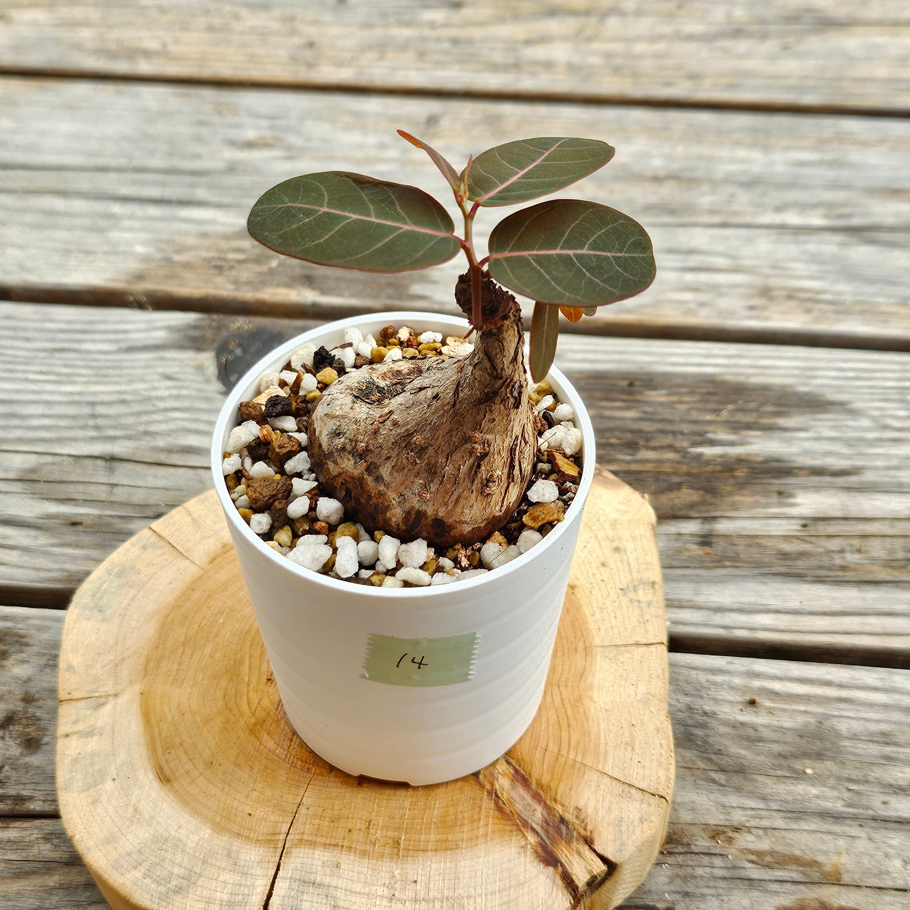 ⑭♡小株♡〚フィランサス・ミラビリス〛Phyllanthus Mirabilis 塊根植物 コーデックス ポット発送