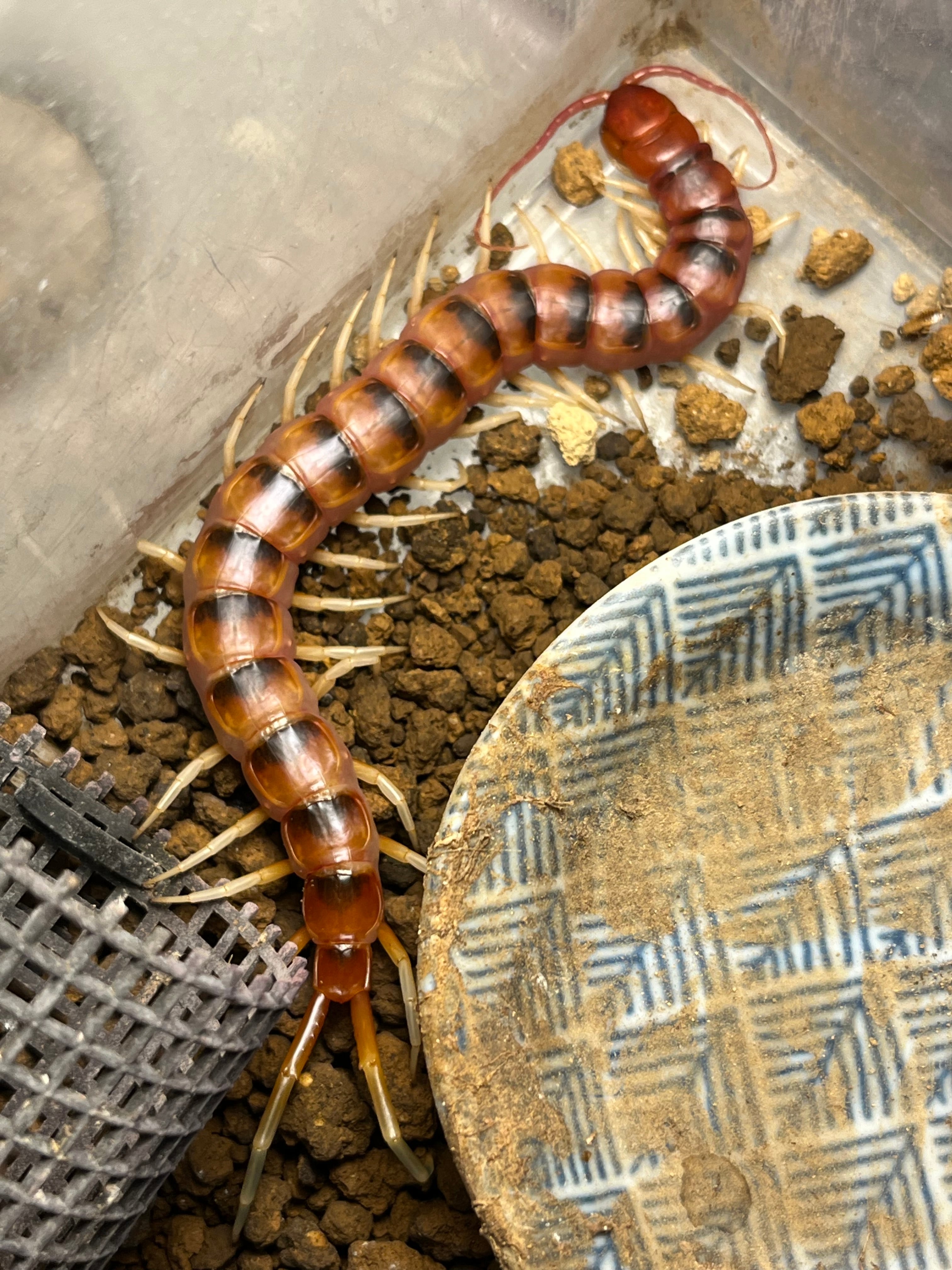 ムカデ | オモニキチュウ