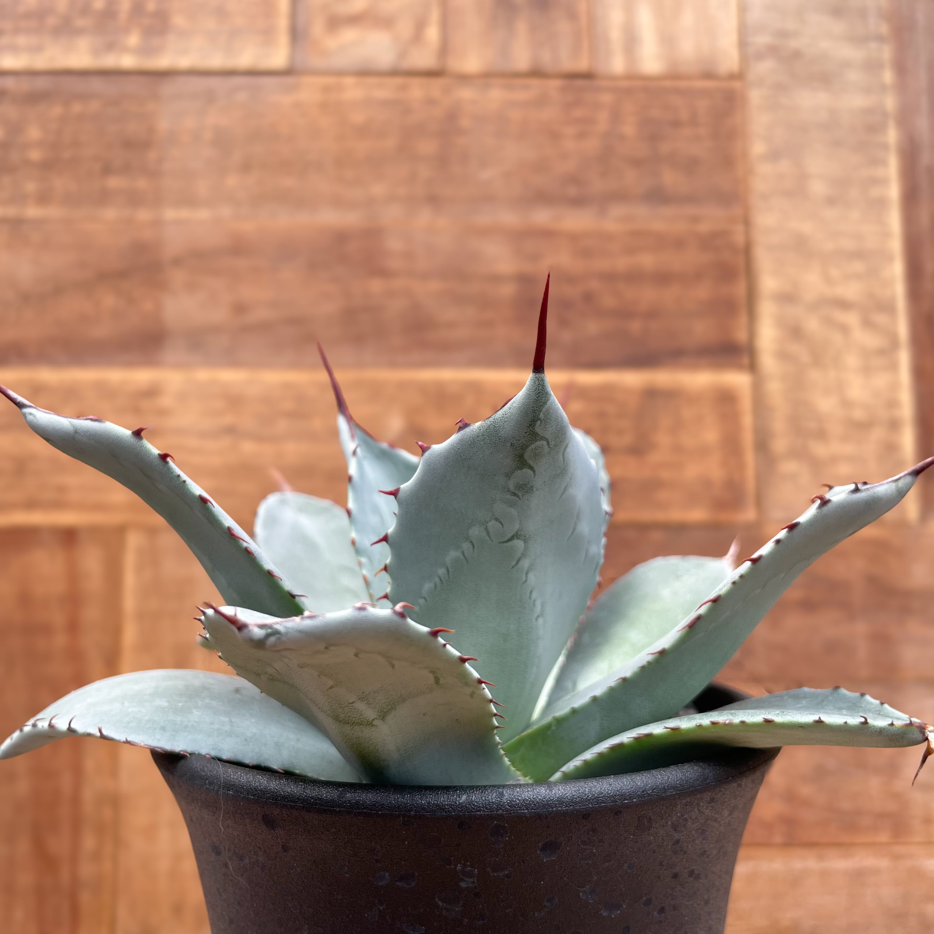 Agave parryi var. truncata アガベ パリー トランカータ 種子 100粒  