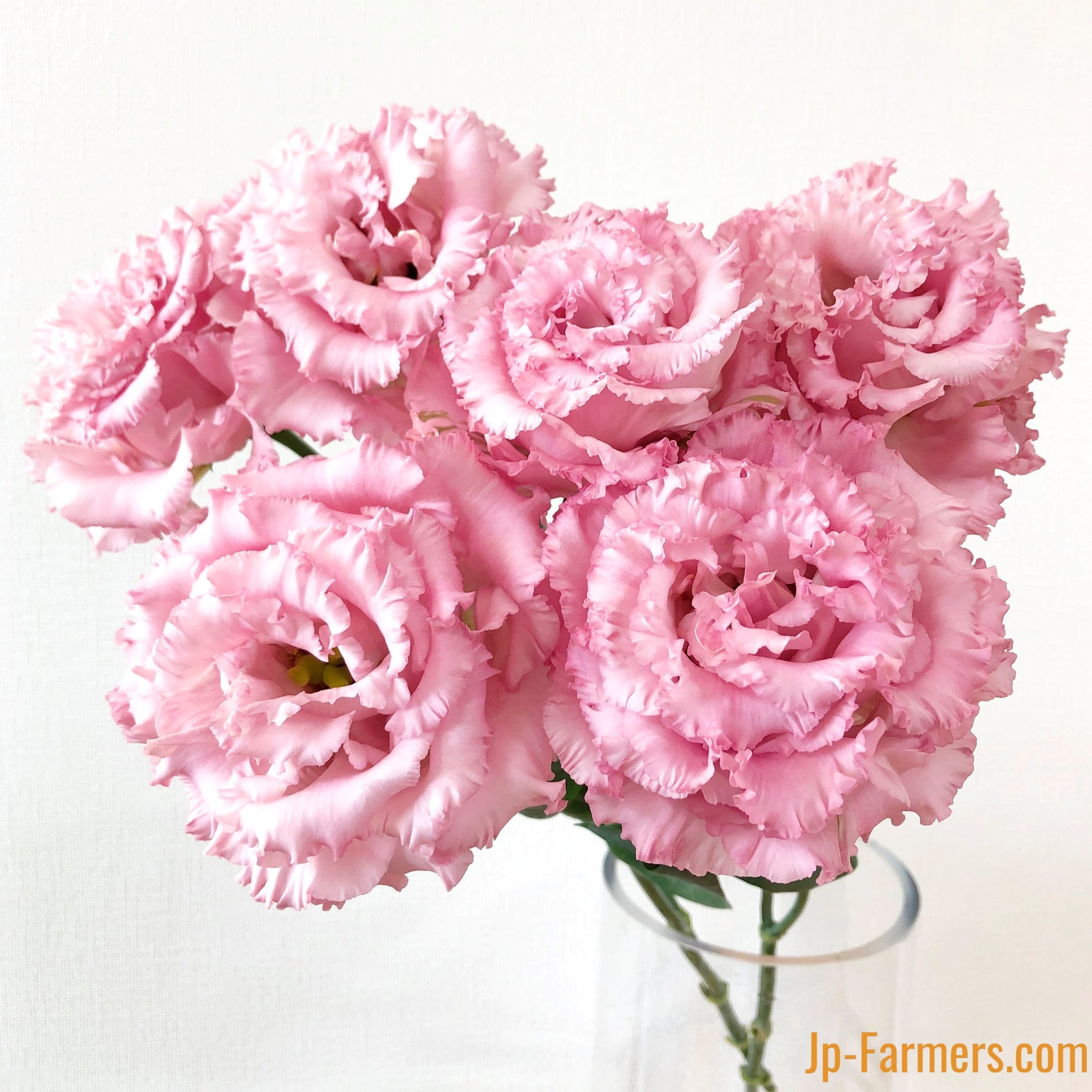 送料無料 JP-Farmersが贈る 定期便 トルコキキョウ 大輪ピンク色（品種