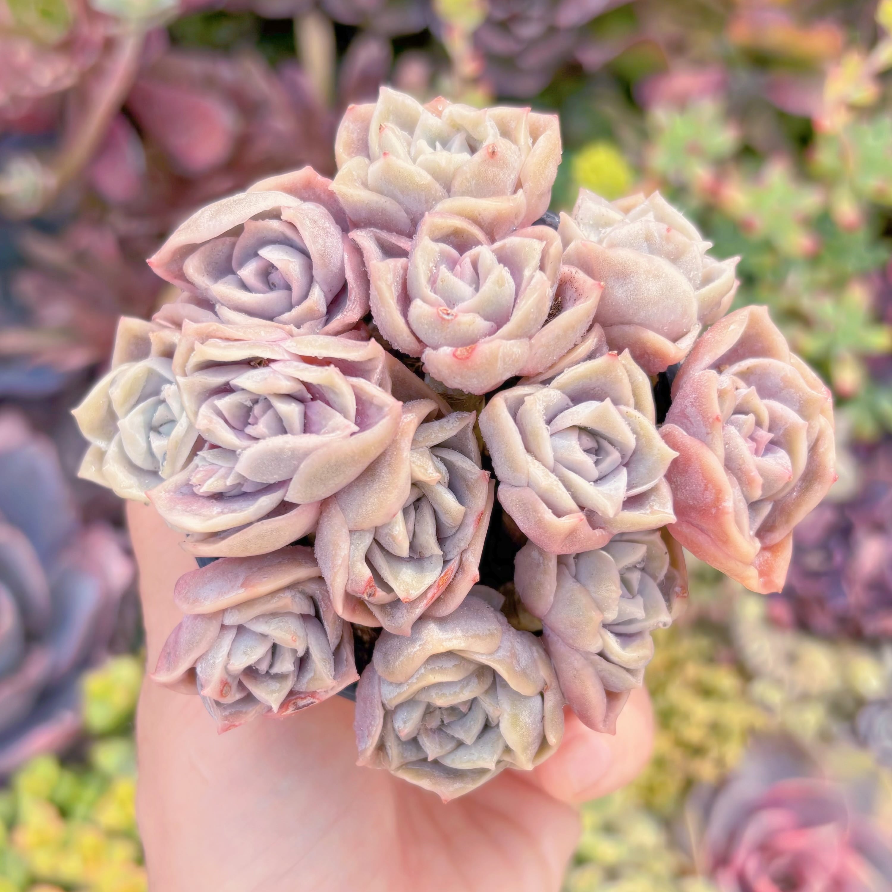 現品　ピンクラブリーローズ#M176　るる農園