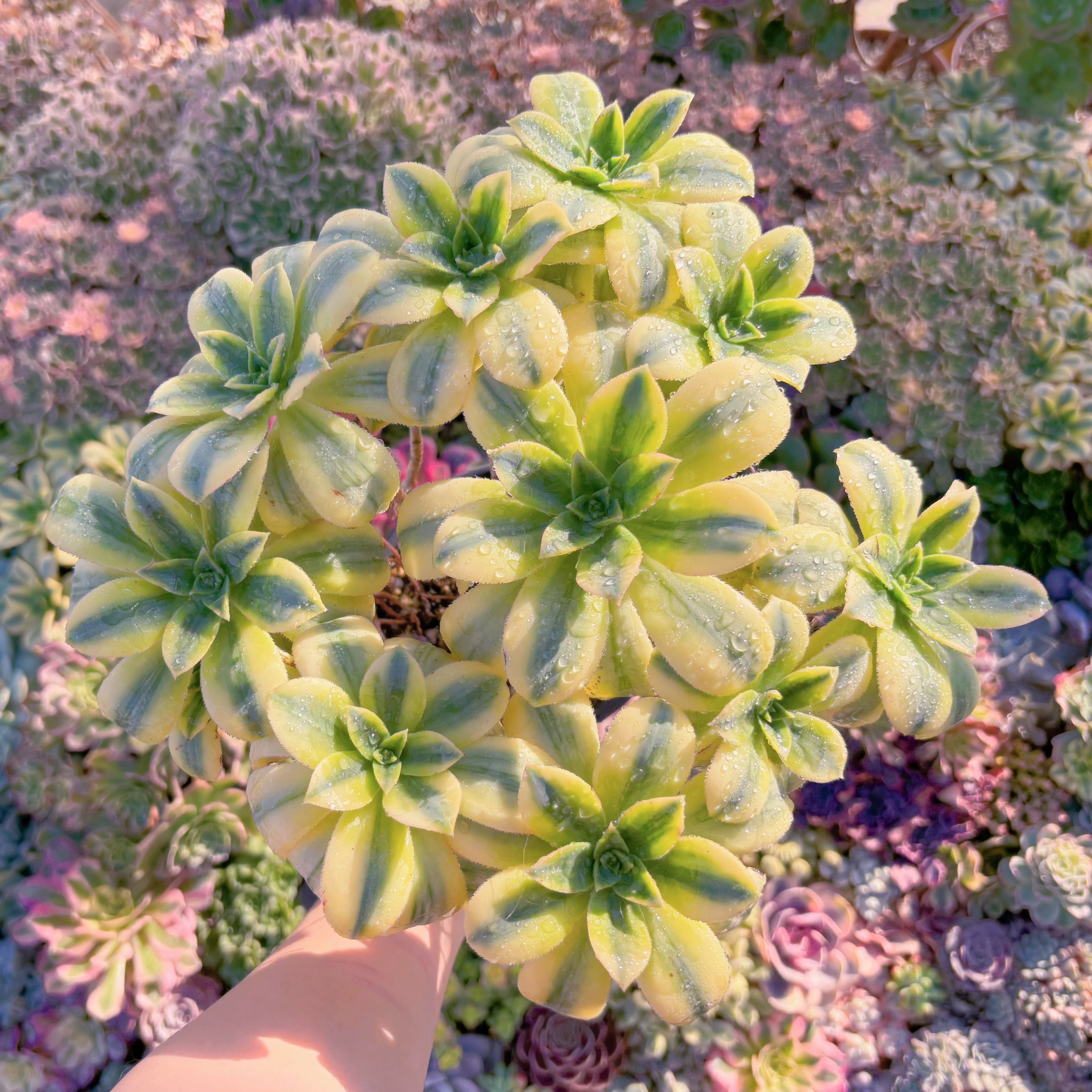 現品　サンバースト#888　大群生　るる農園