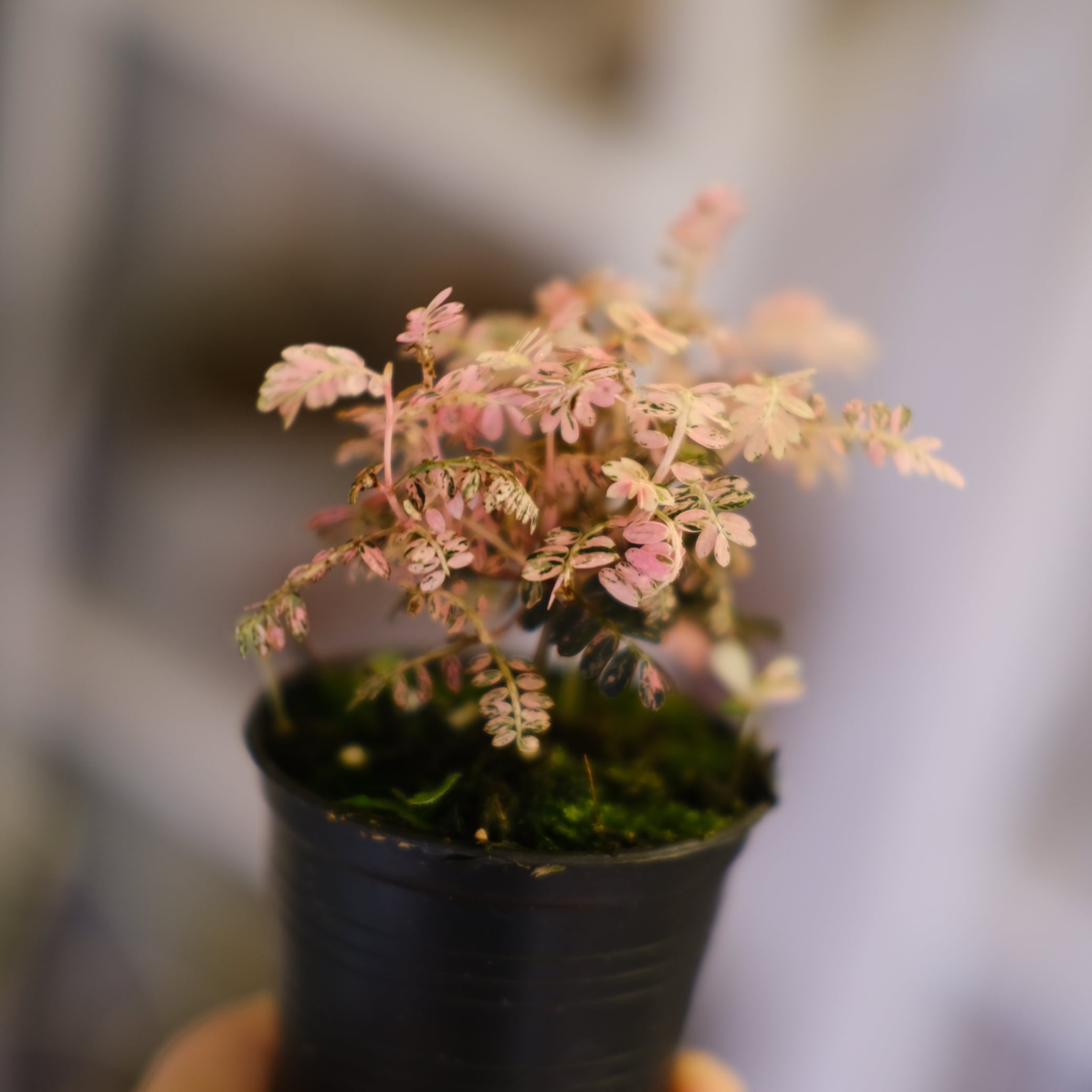 Phyllanthus urinaria 'Pink Variegated'│フィランサス・ウリナリア